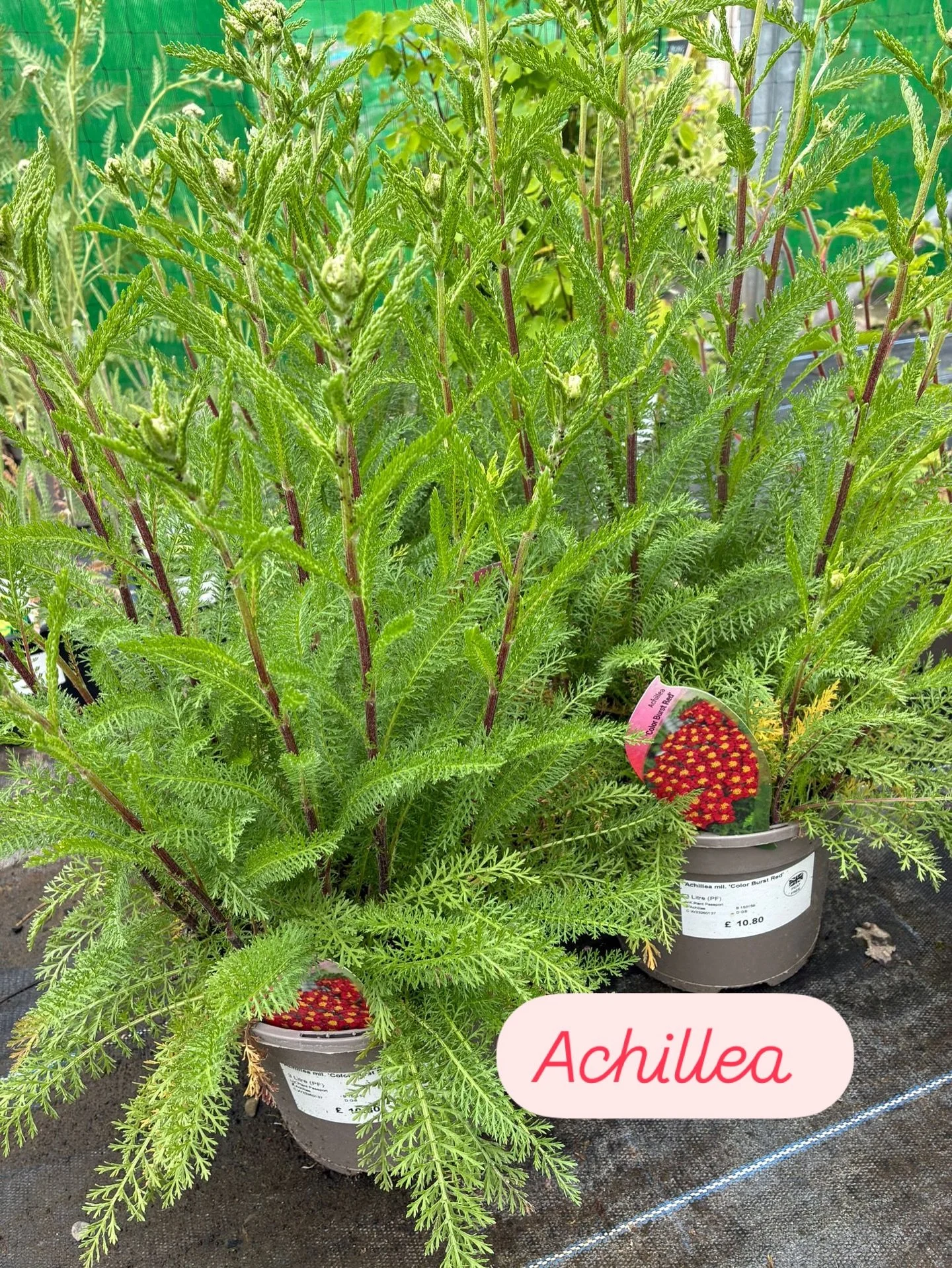 Achilliea is the perfect plant for poor soil or dry conditions. It produces large multi flowered heads on strong stems which attract bees and butterflies 🦋. We currently have a large selection of different colours ready to flower in the coming weeks