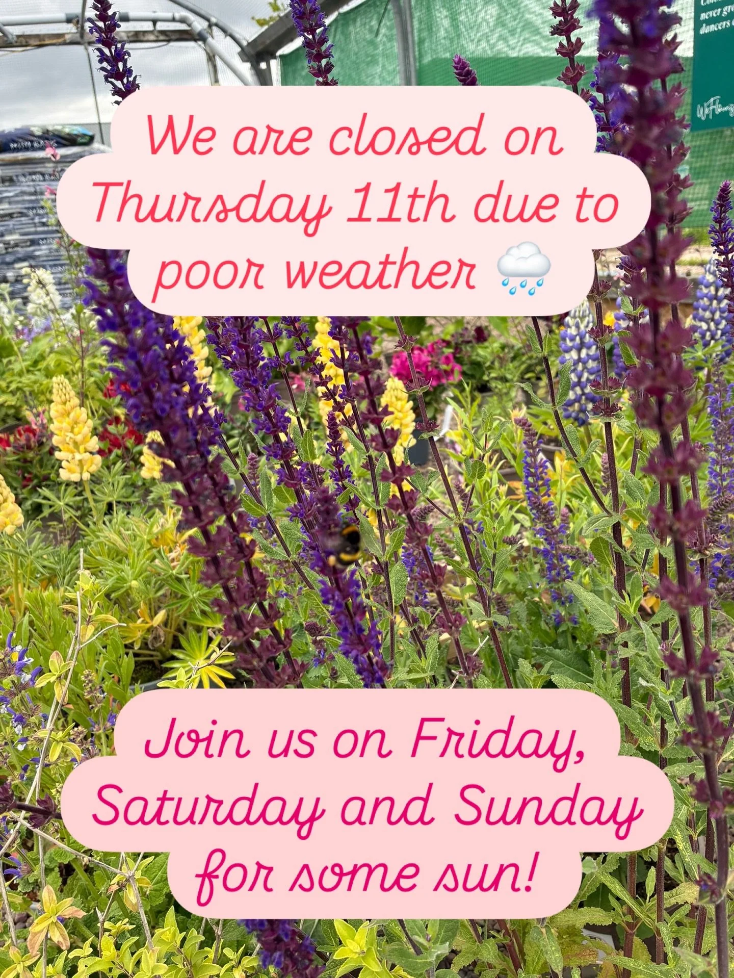 We are closed due to a very poor forecast tomorrow; Thursday 11th June. 

Join us for some sun on Friday 12th from 9am. 

The @the_sitooterie_ is also closed tomorrow.