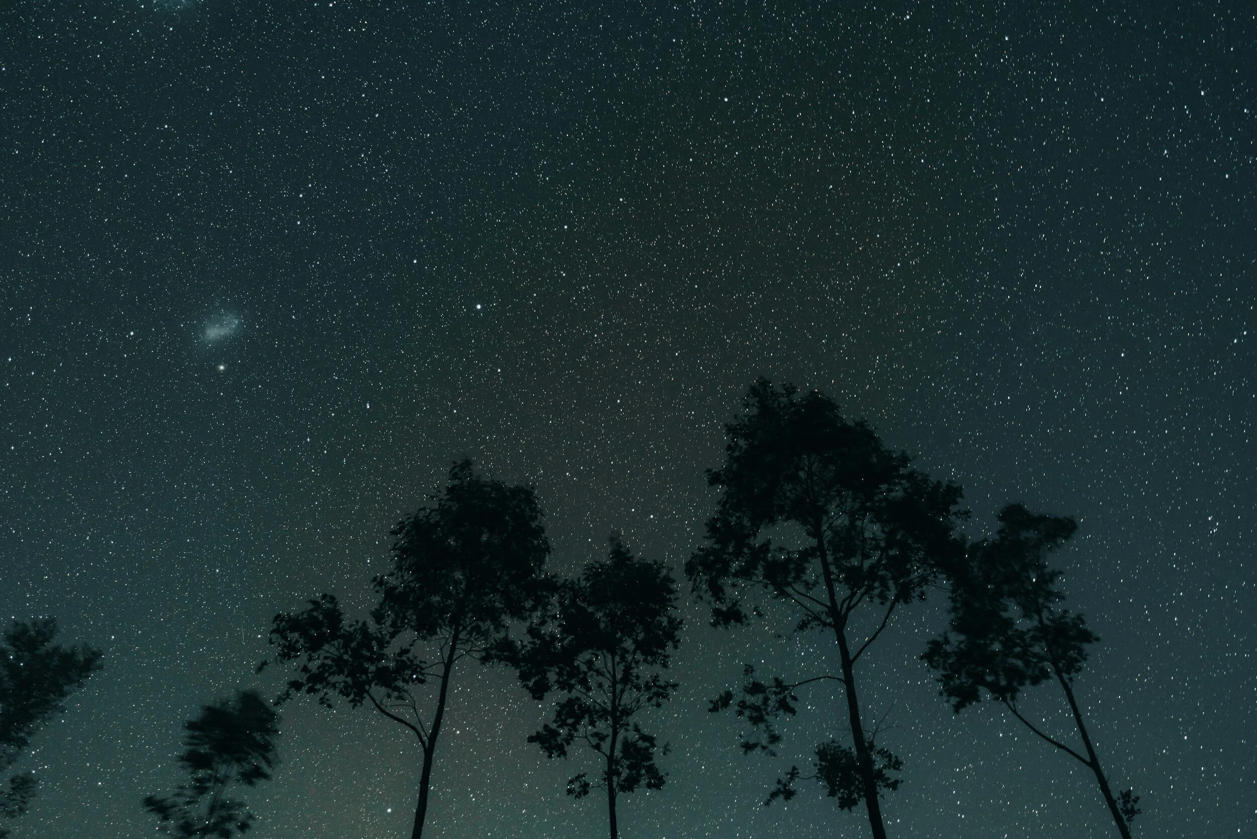 A starry night sky and the silhouette of trees