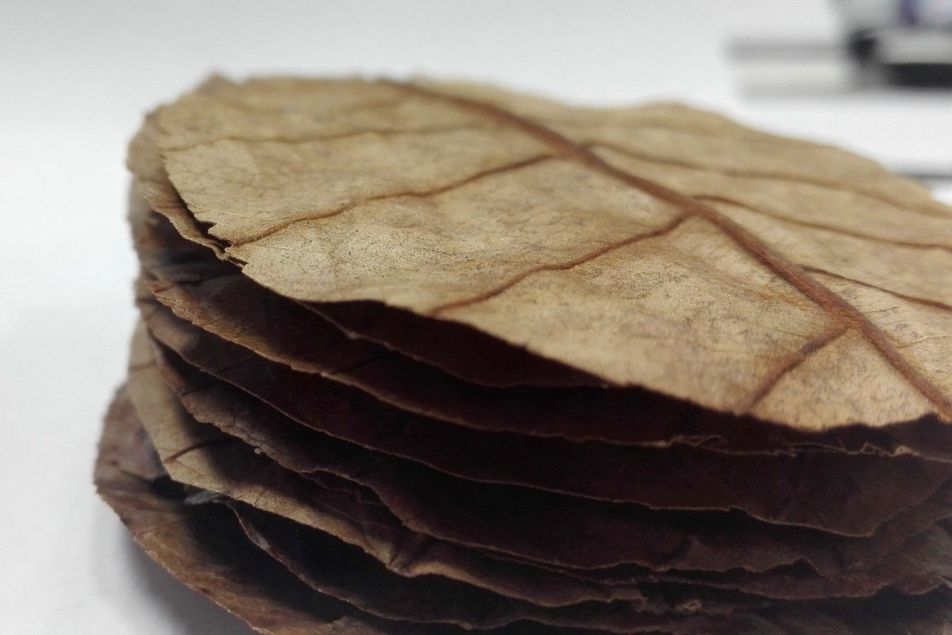 Catappa Leaves - 5pc