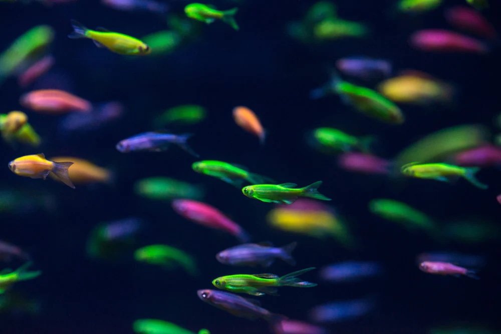 glo fish.jpg