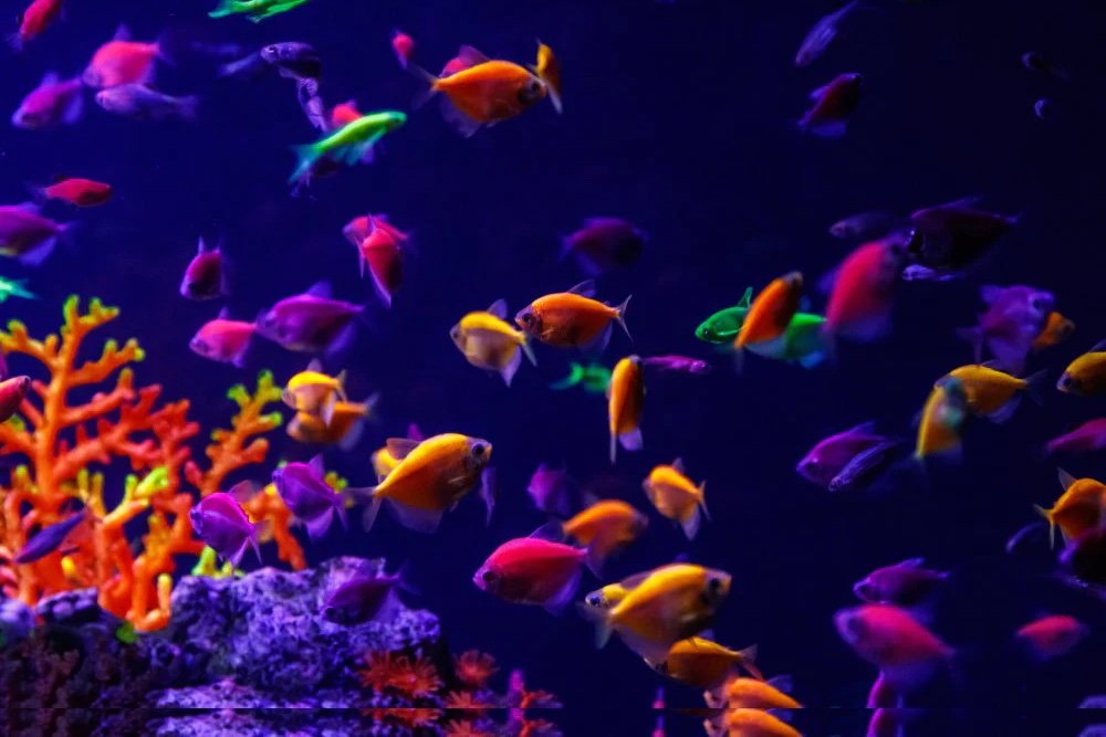 glo tetra.jpg