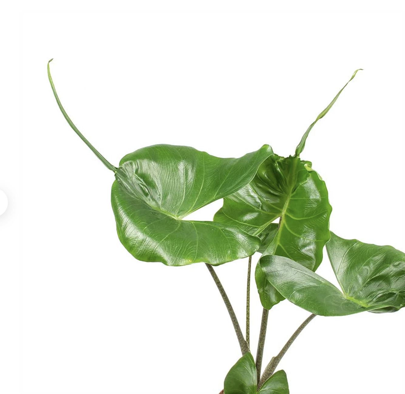 Alocasia macrorrhizos var 'Stingray'