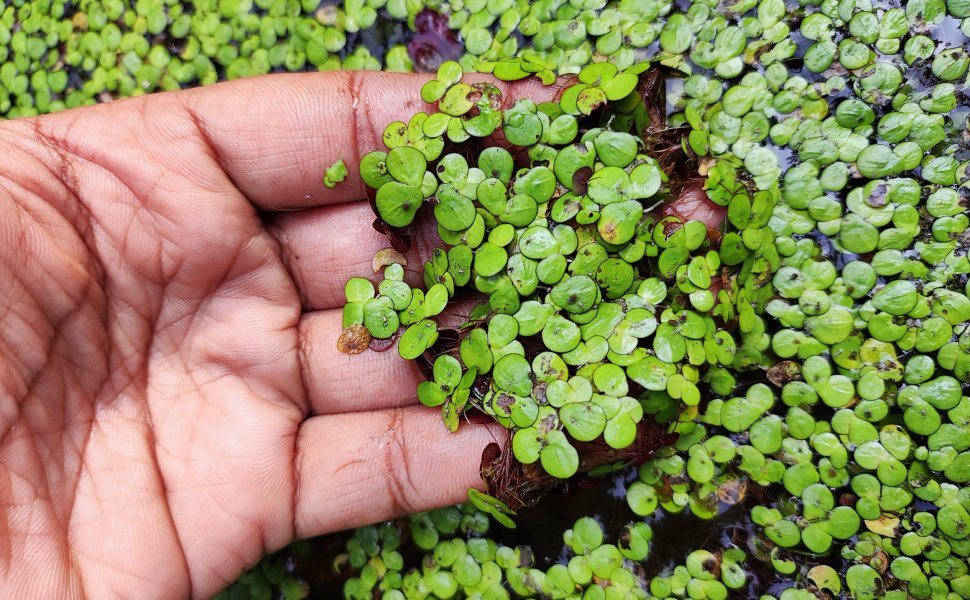bacopa monnieri aquarium plant Moneywort Bacopa Monnieri main image 0
