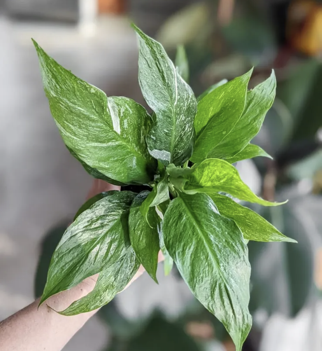 Screenshot 2023-09-02 at 11.37.23 AM.png