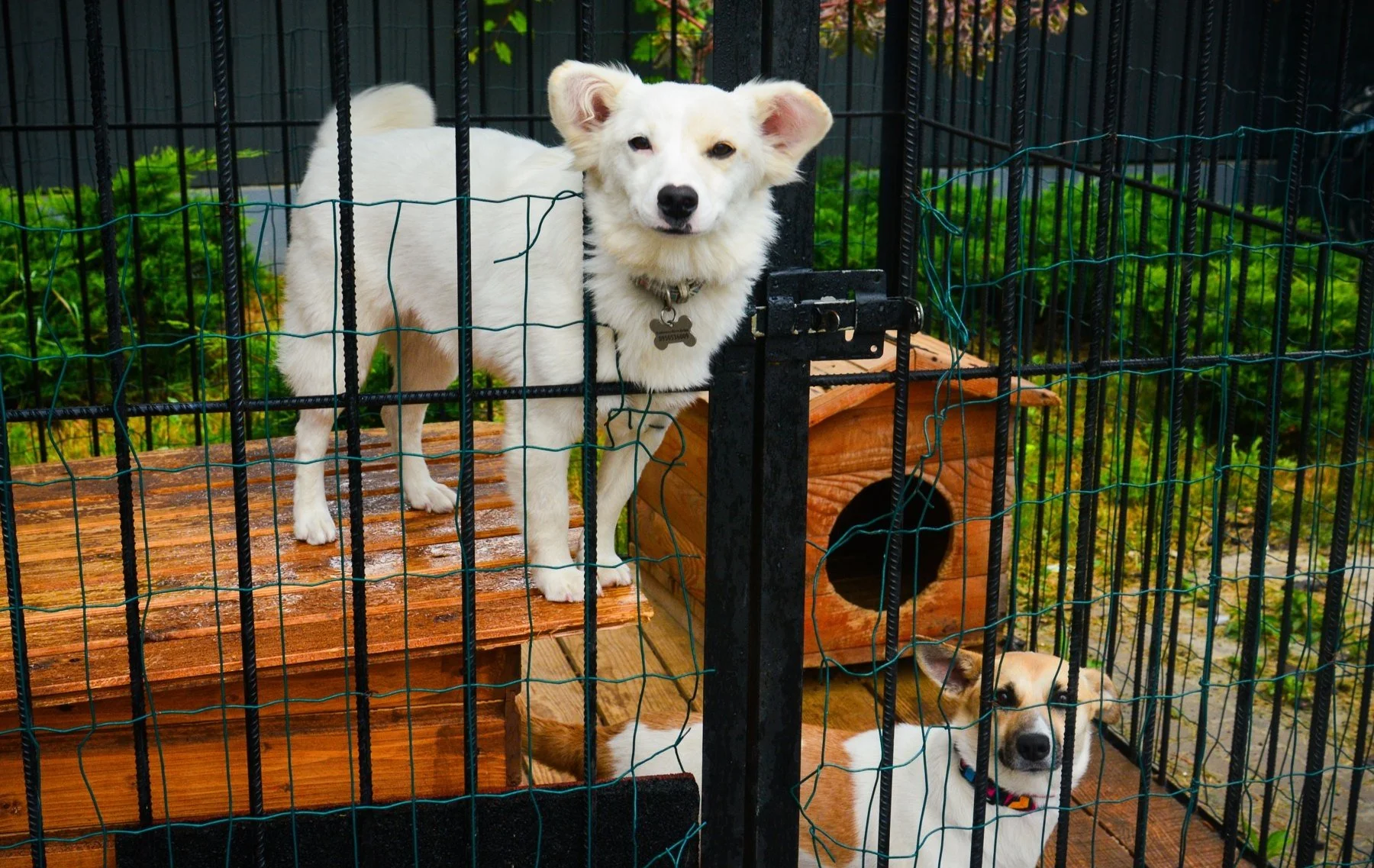 A white dog standing on a wooden platform and a tan-and-white dog lying beside a wooden dog house, behind the mesh gate of an outdoor kennel