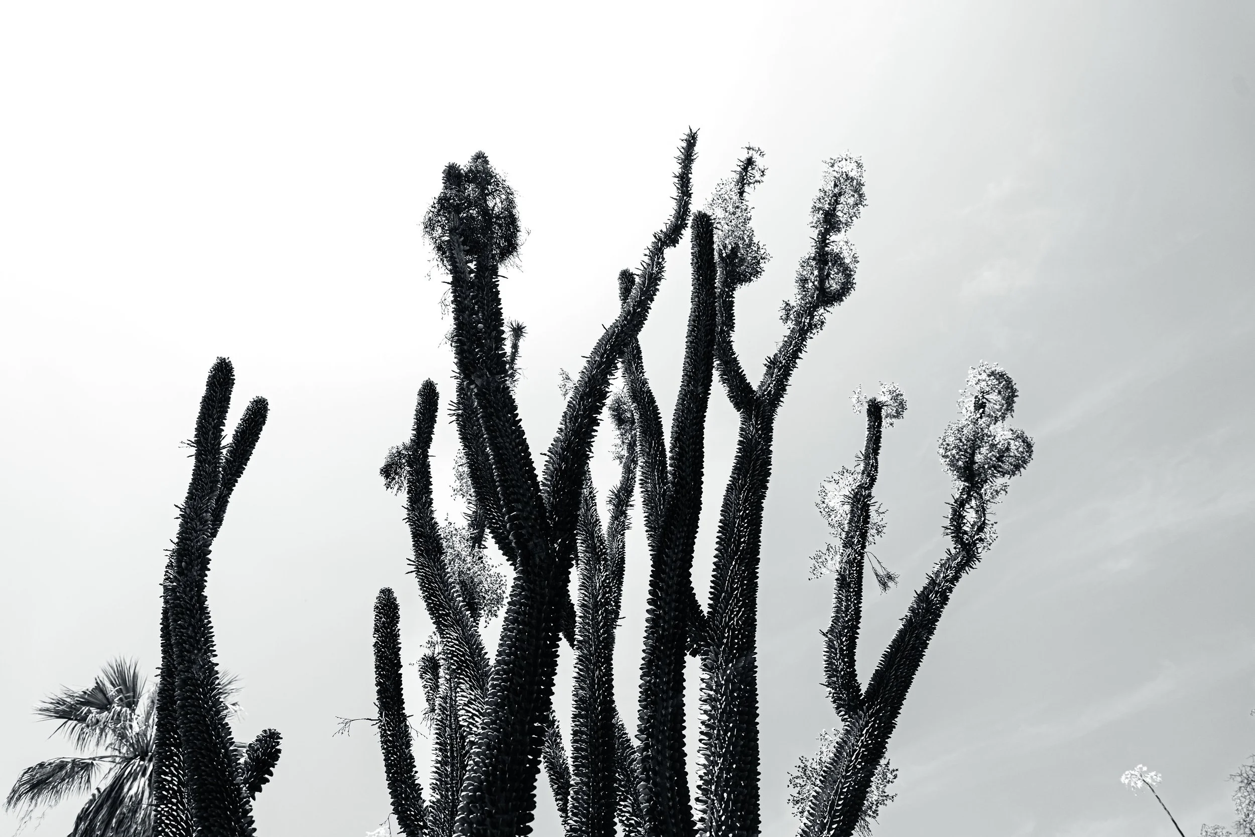 Hungtington Gardens 6.11.25-16.jpg