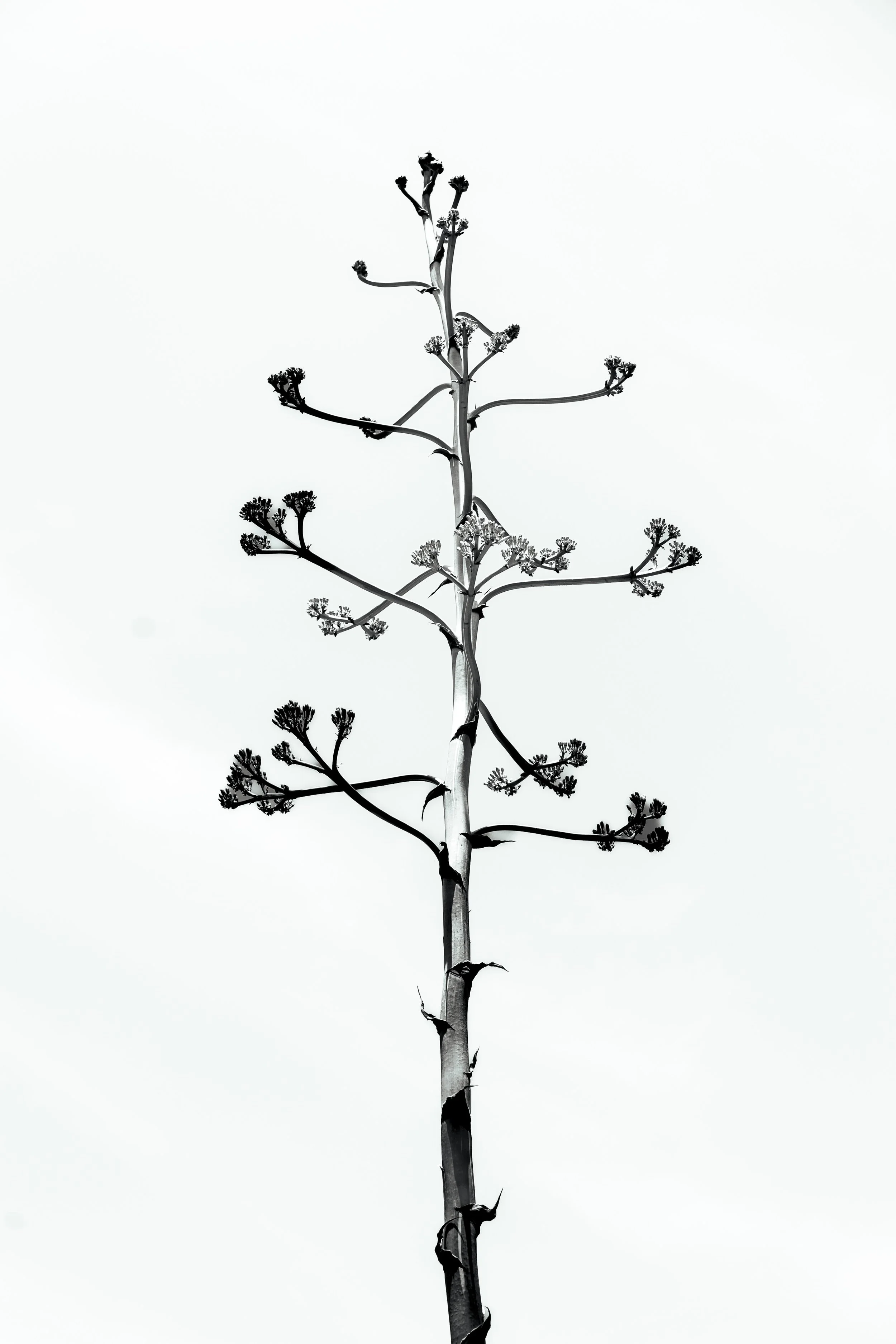 Hungtington Gardens 6.11.25-28.jpg