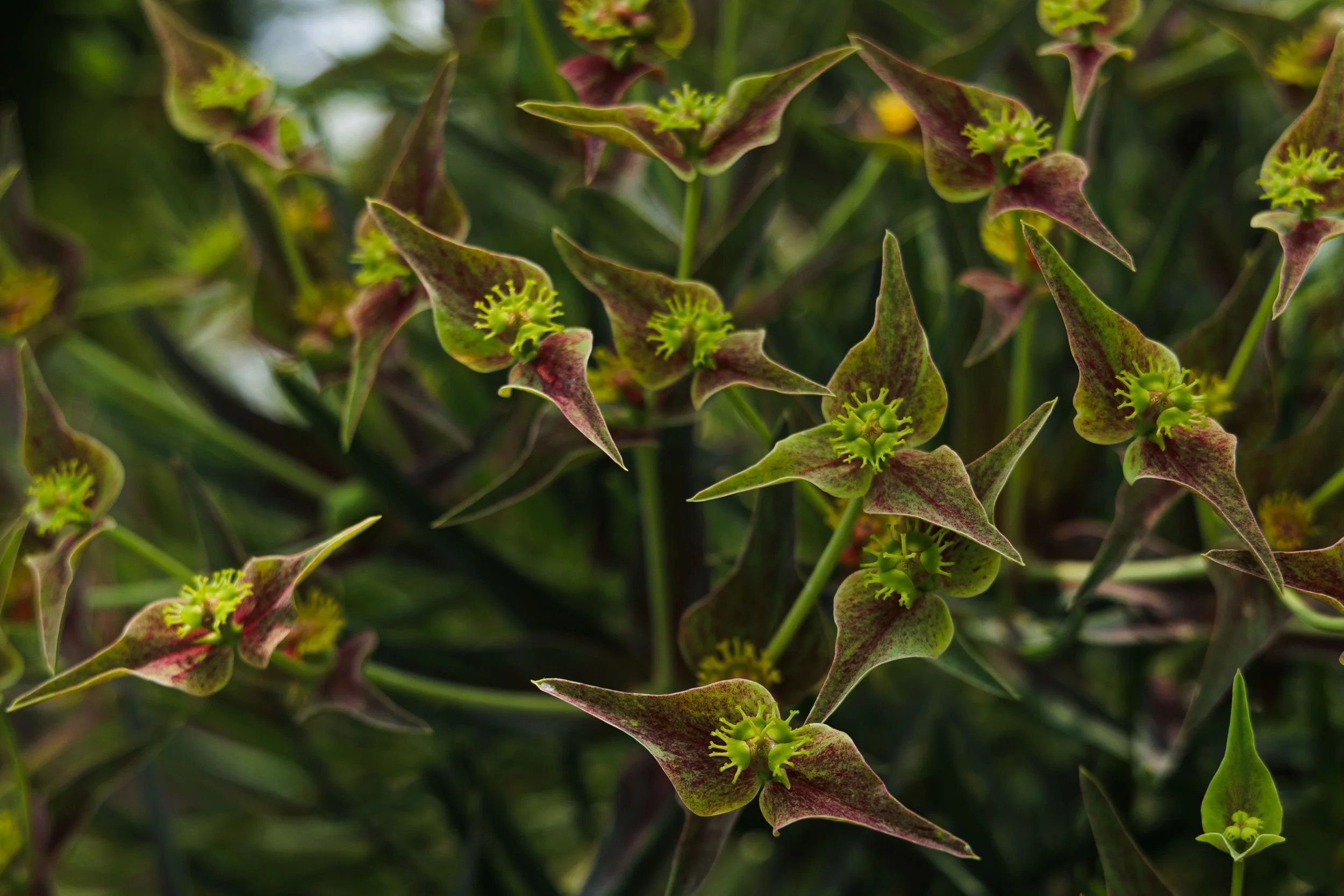 Hungtington Gardens 6.11.25-21.jpg