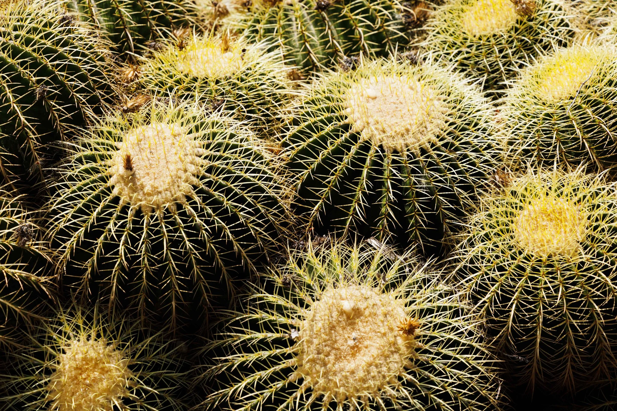 Hungtington Gardens 6.11.25-26.jpg