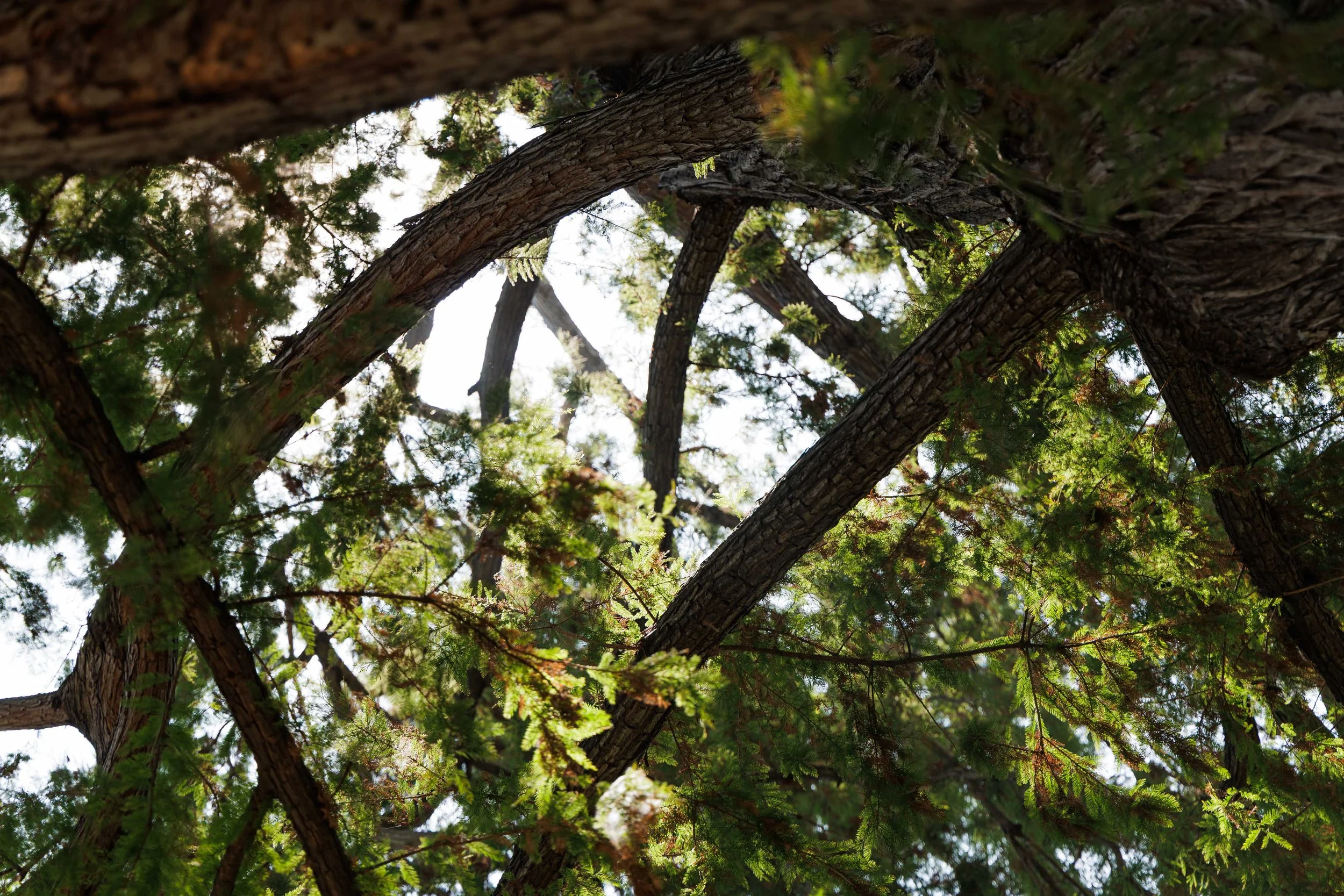 Hungtington Gardens 6.11.25-32.jpg