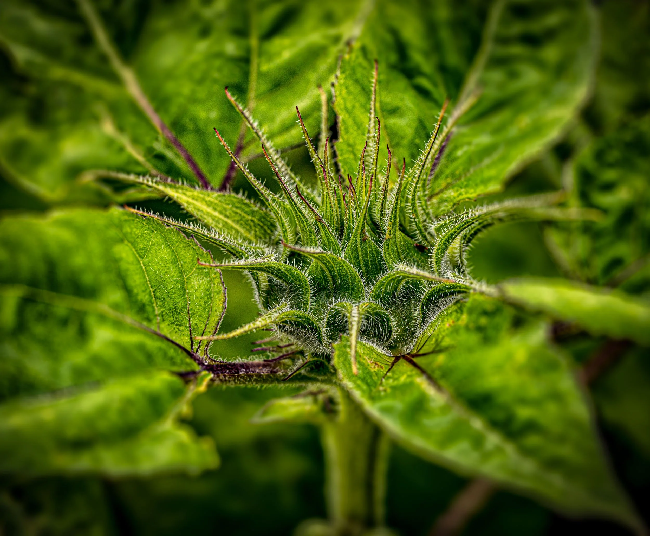 plants-3.jpg