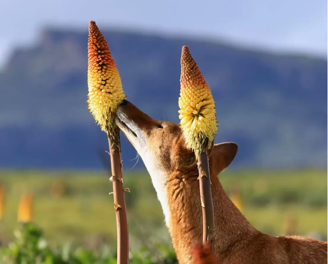 A wolf walks into a flower — and appears to pollinate it