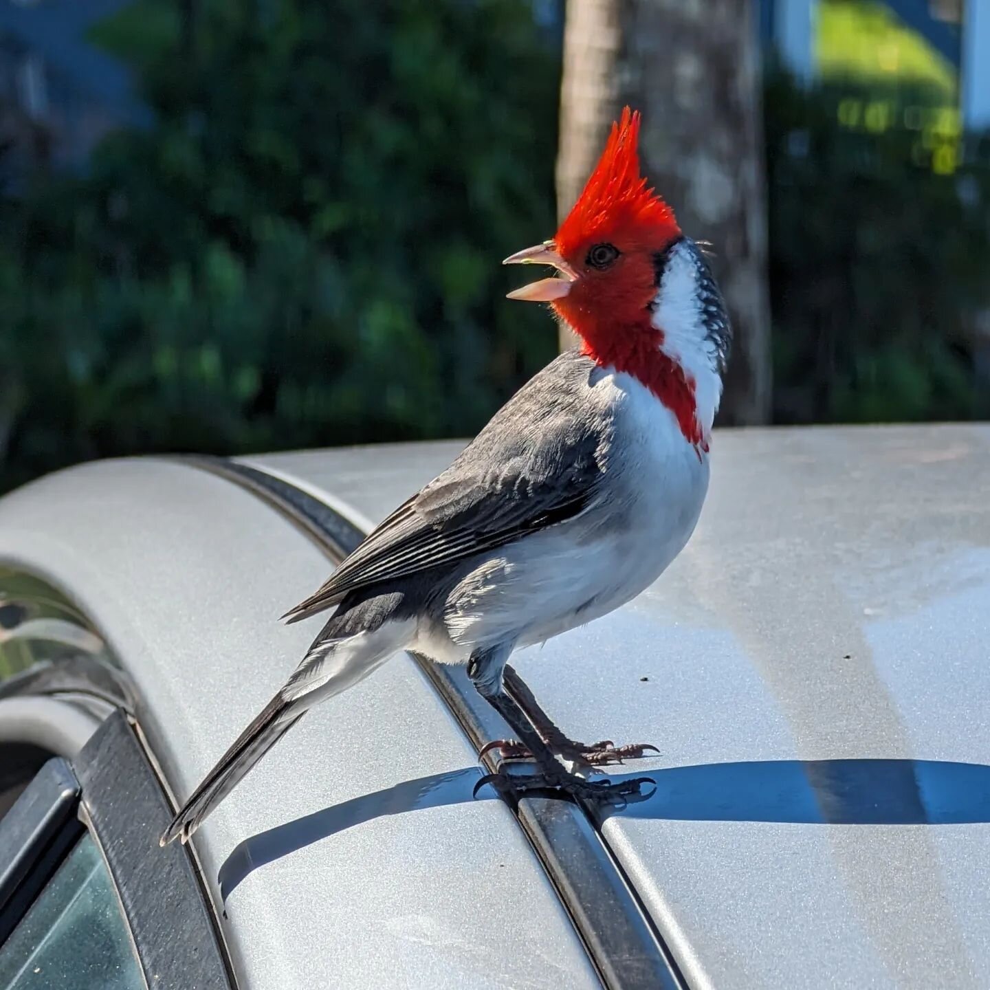 This bird was adamant on telling us how much it needed a piece of our blueberry muffin! It would have taken it right out of my hand for sure.
#squawwww!