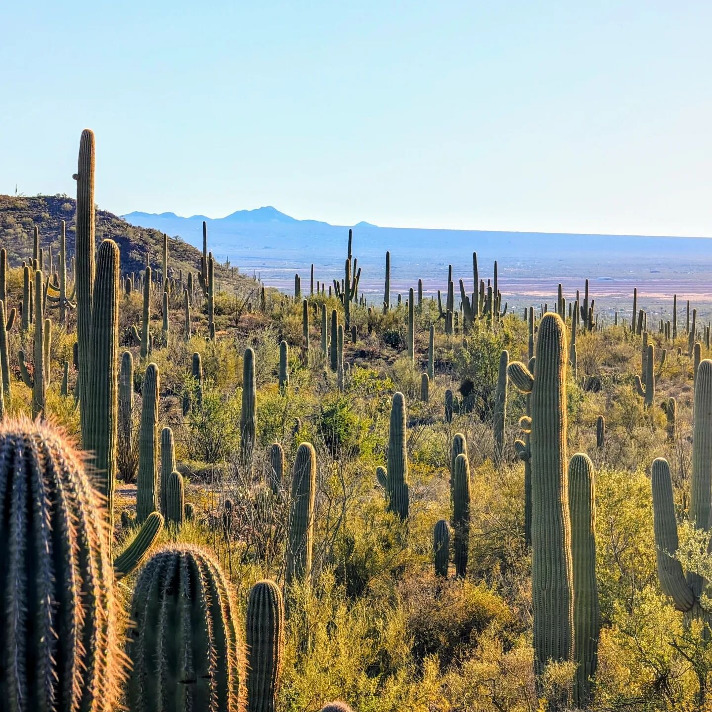 Drove through Saguaro NP on the way to Tucson for the gem/mineral/fossil show.
It is nice to get away from the rainpocalypse for a bit not gonna lie.