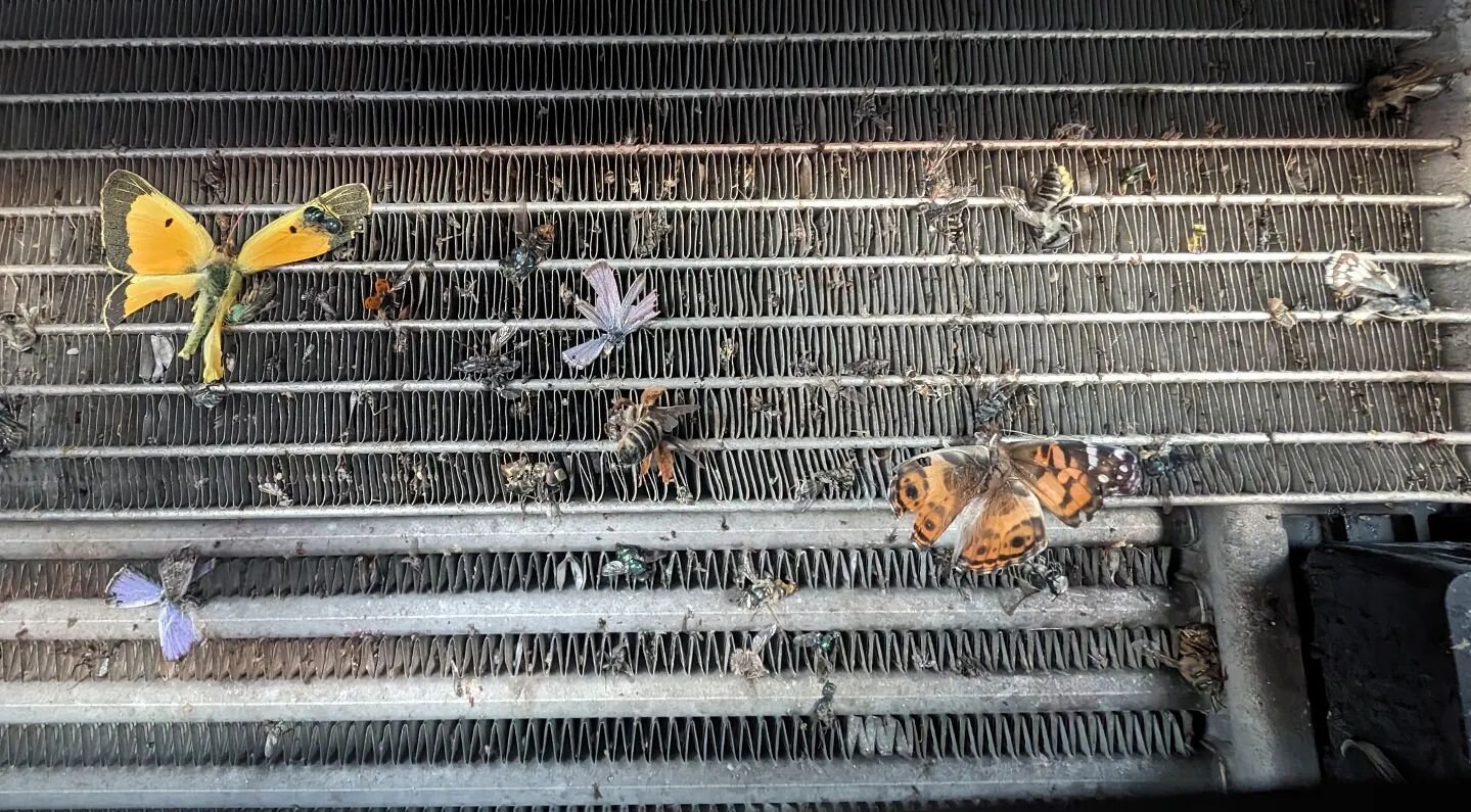 2500 miles later and I inadvertently turned my radiator into a lepidopterarium. I think most of these are Texas' finest.
#roadtrip #butterflies