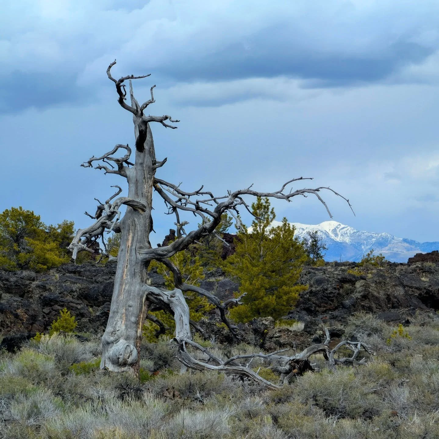 Love me a good dead tree! We have had some varied weather so far on this trip. Started off cool and moody in Idaho at #lavabedsnationalmonument