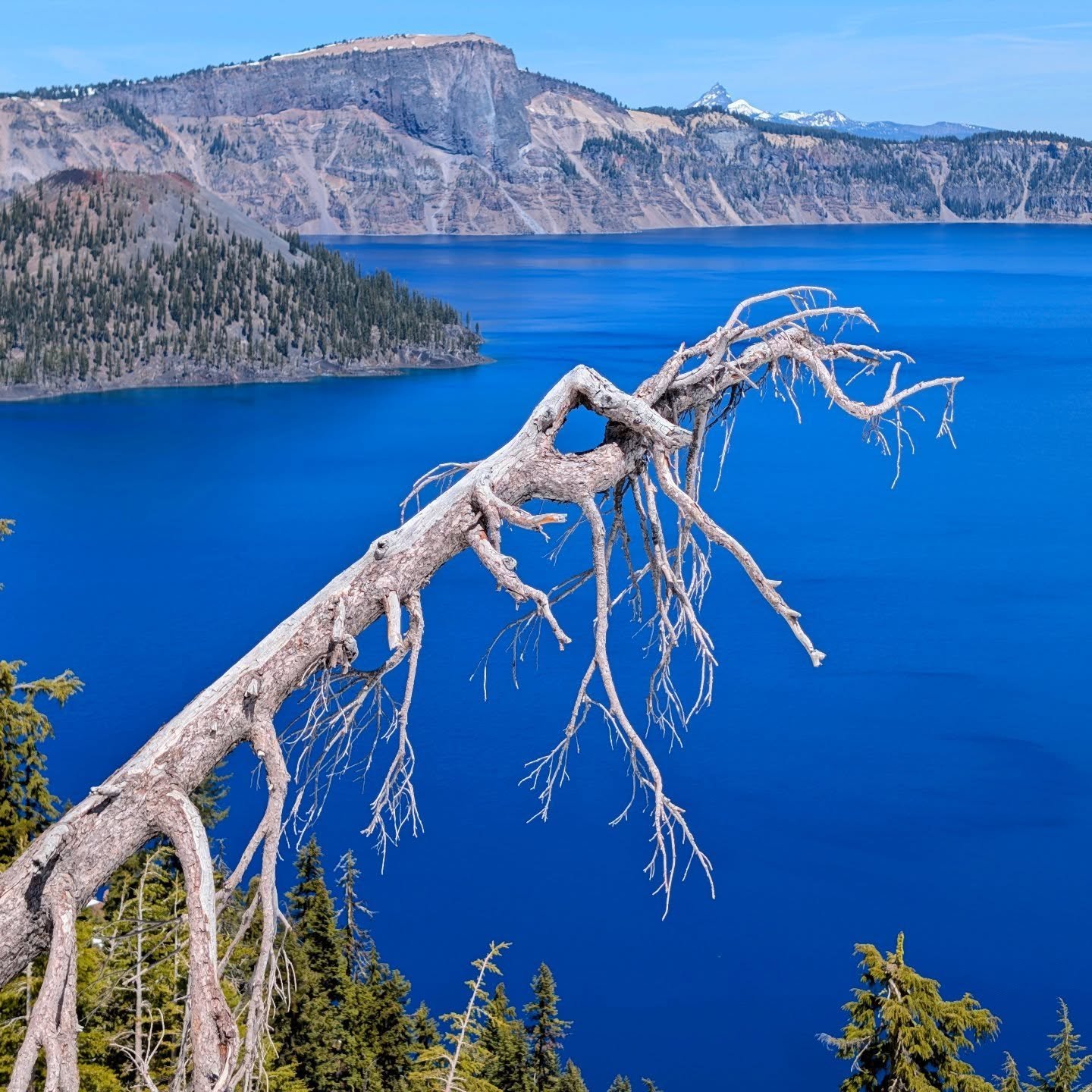 Last dead tree against the insanely blue waters of Crater Lake. As with most of the US,  there was not a lot of snow here this year. While the May average is around 6 feet, only the largest drifts still have a few inches left. It was 65&deg; at the r