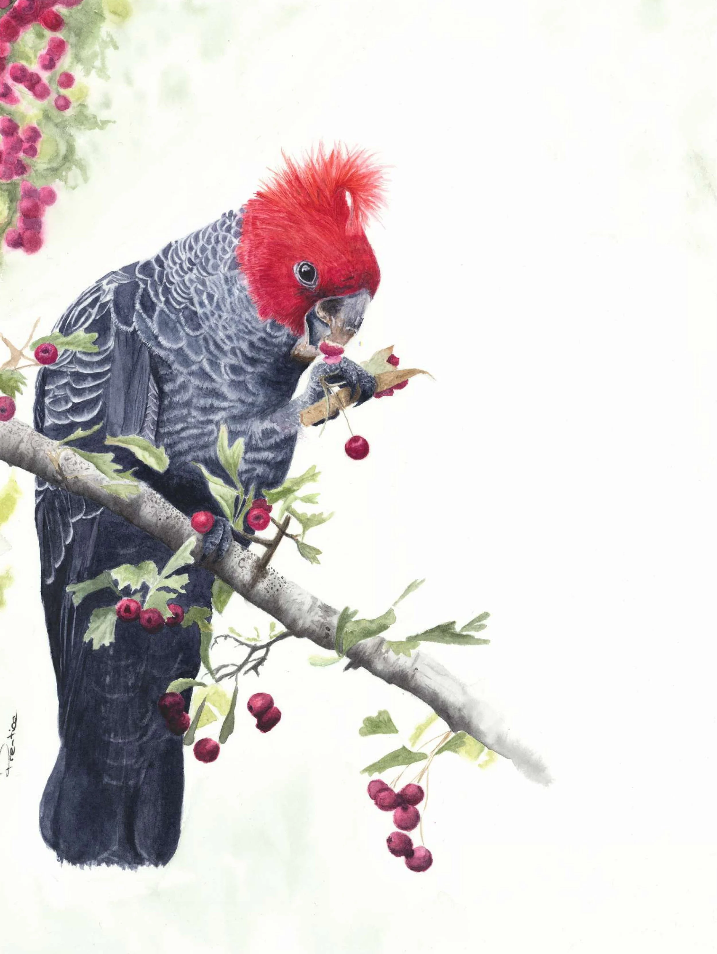 'Between the Wild Branches' (Original Watercolor Painting 2023)
SOLD