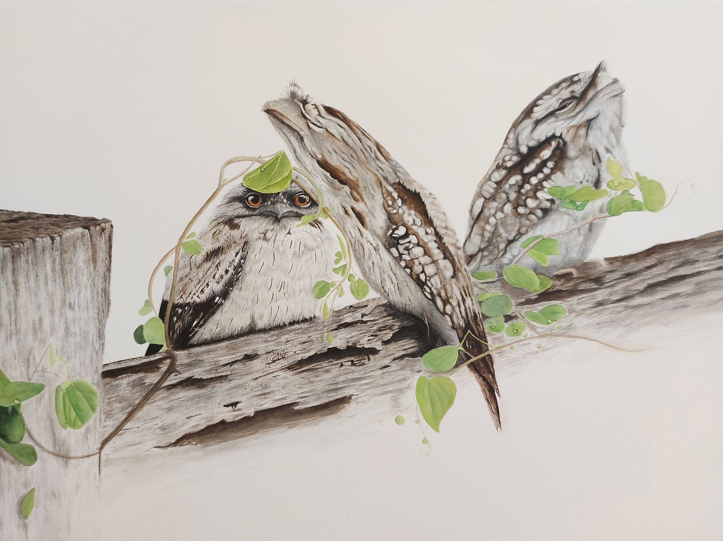 'First Light' (Original Watercolor Painting 2024)
Available framed