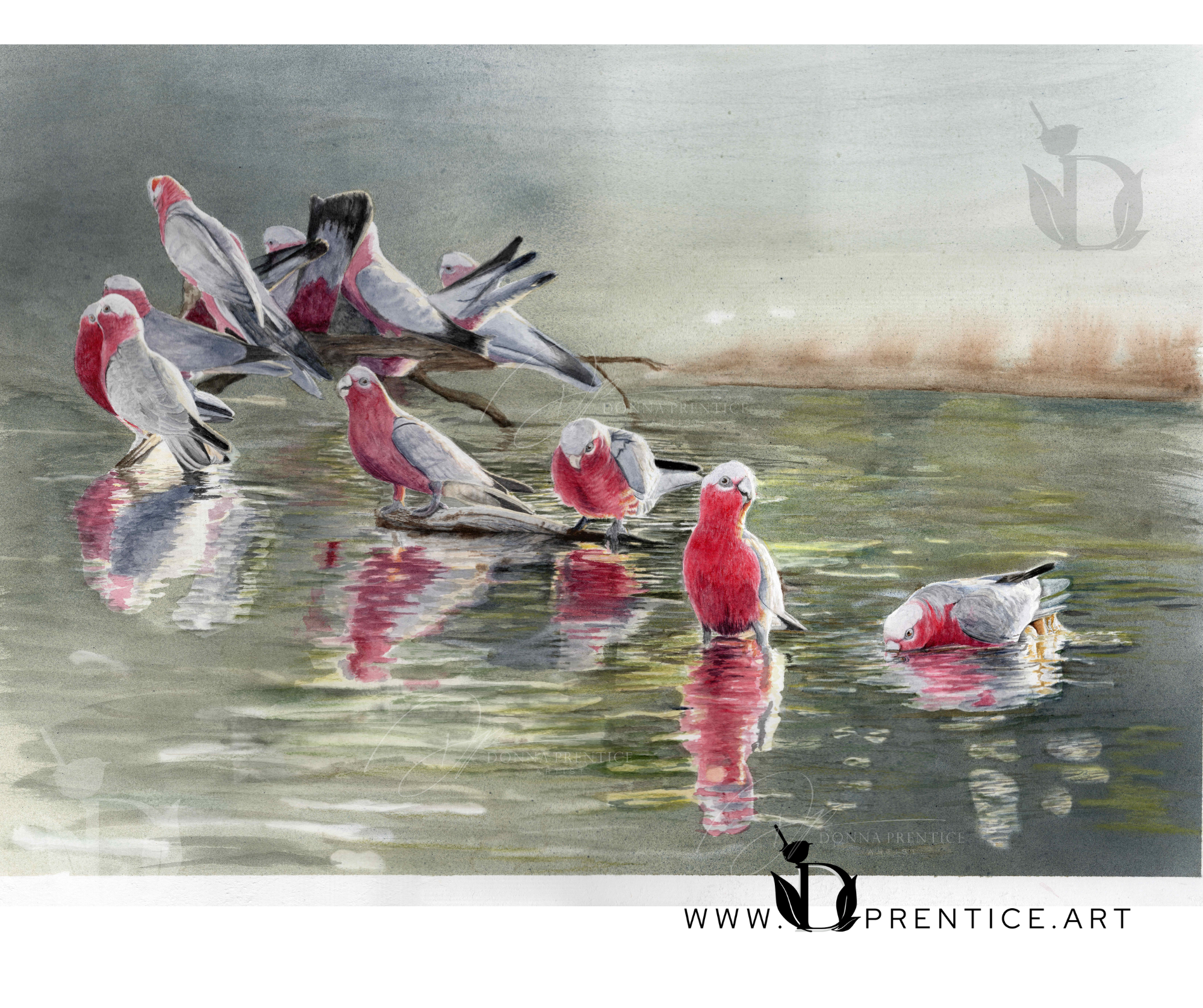 'Dam Galahs' (original watercolor painting 2025)
SOLD