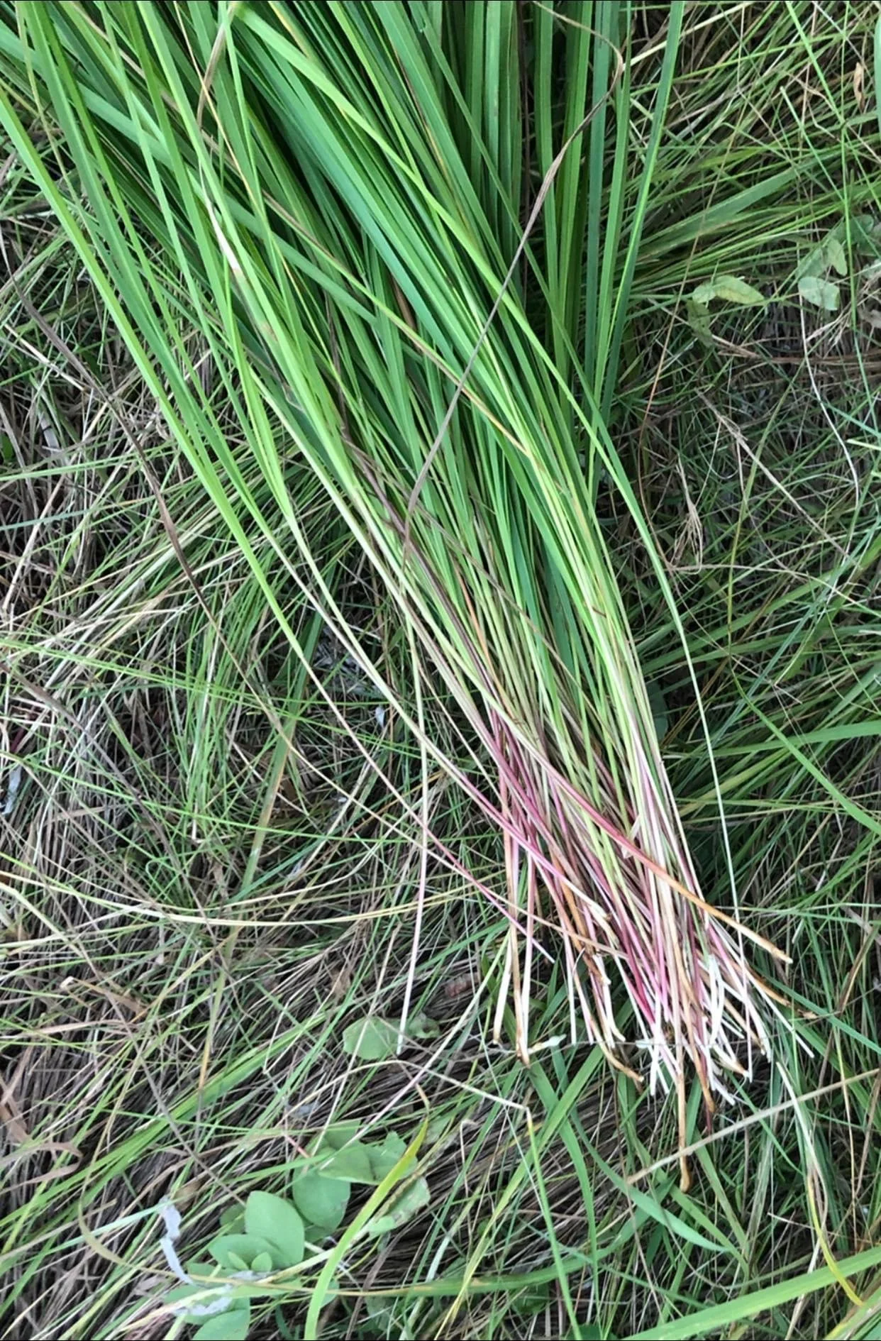 Holidays, Sweetgrass, and Peace. 