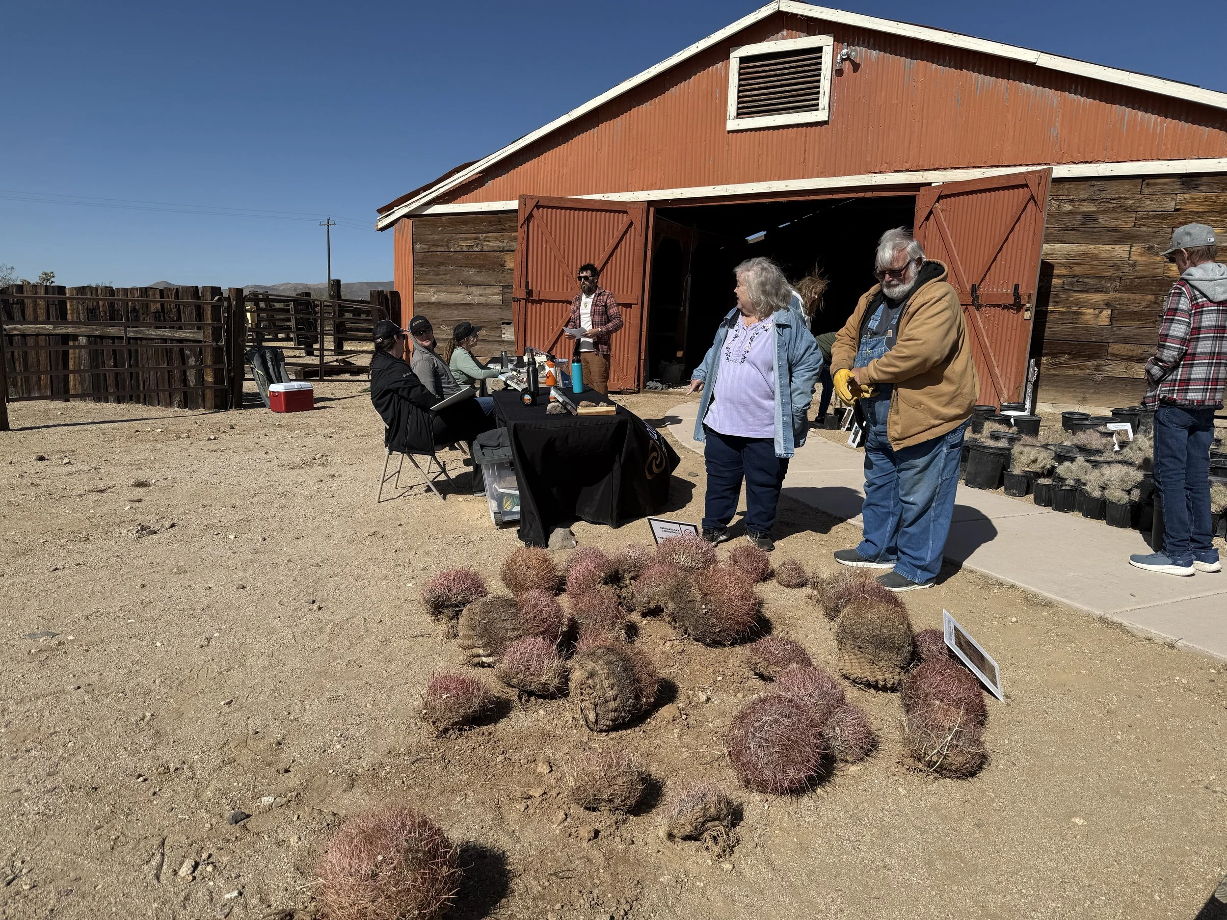 Saturday cactus give-away.JPG