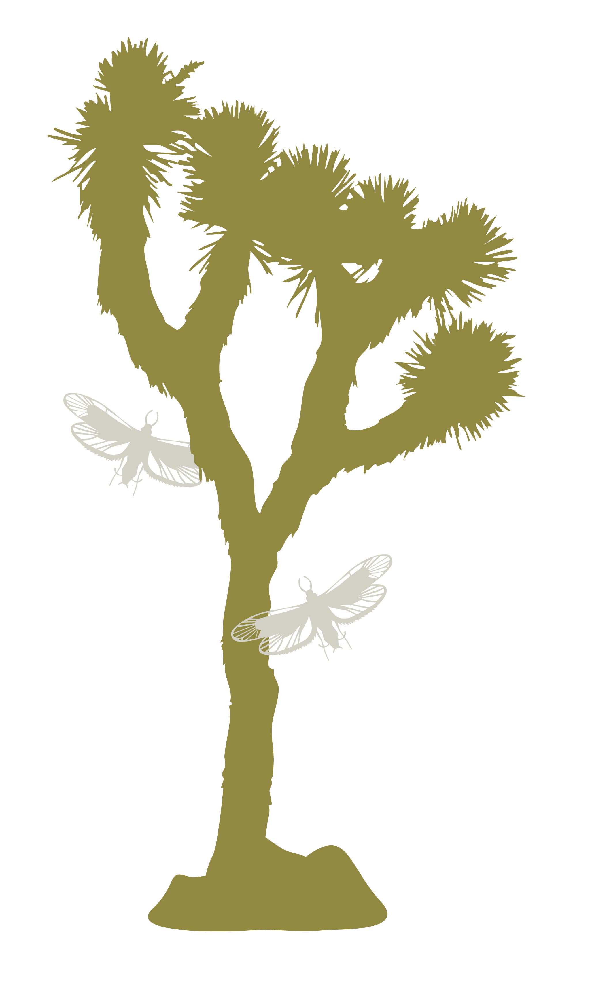 Nature’s Perfect Pair: The Joshua Tree & The Yucca Moth — Friends of ...
