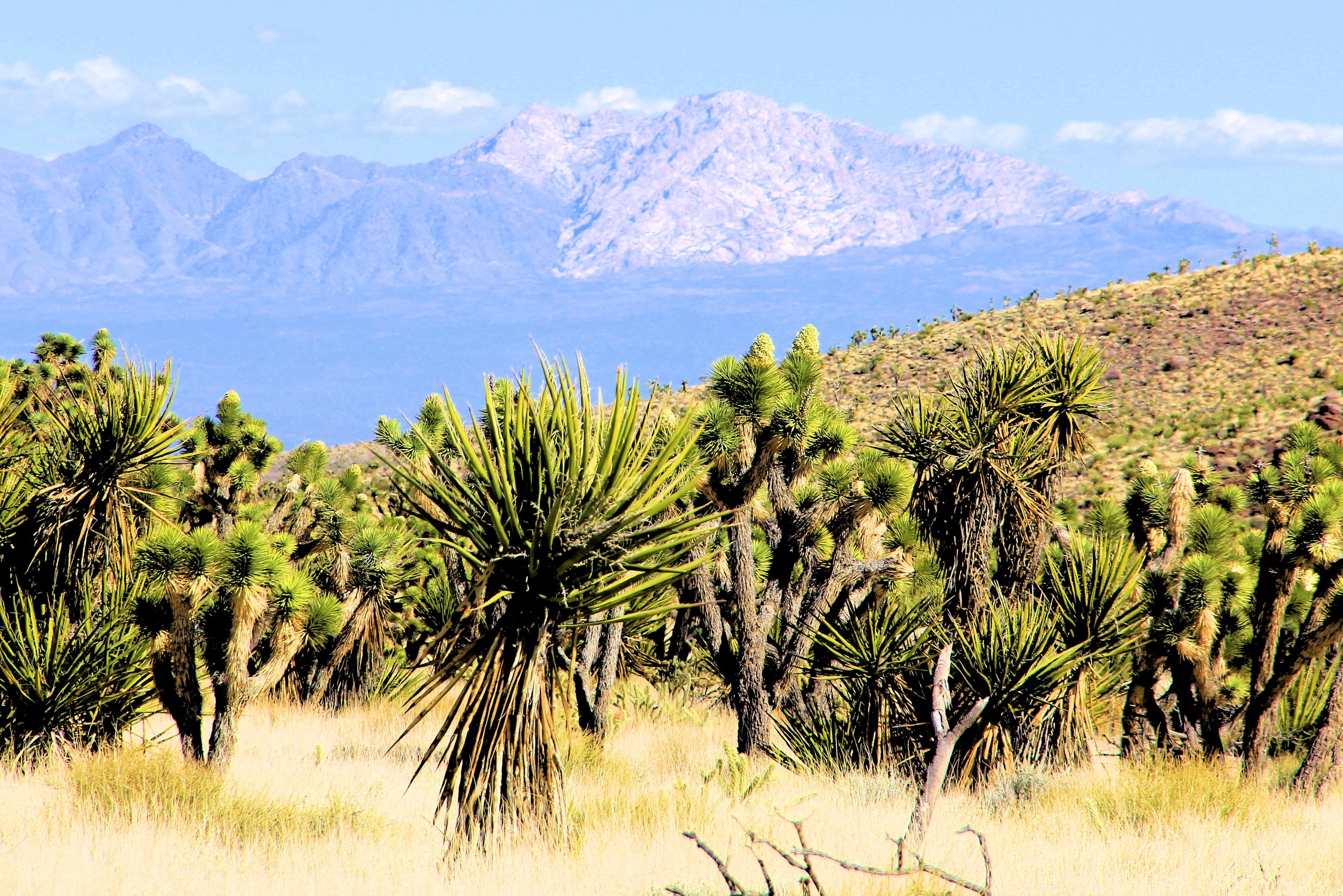 Spirit Mountain in distance .JPG