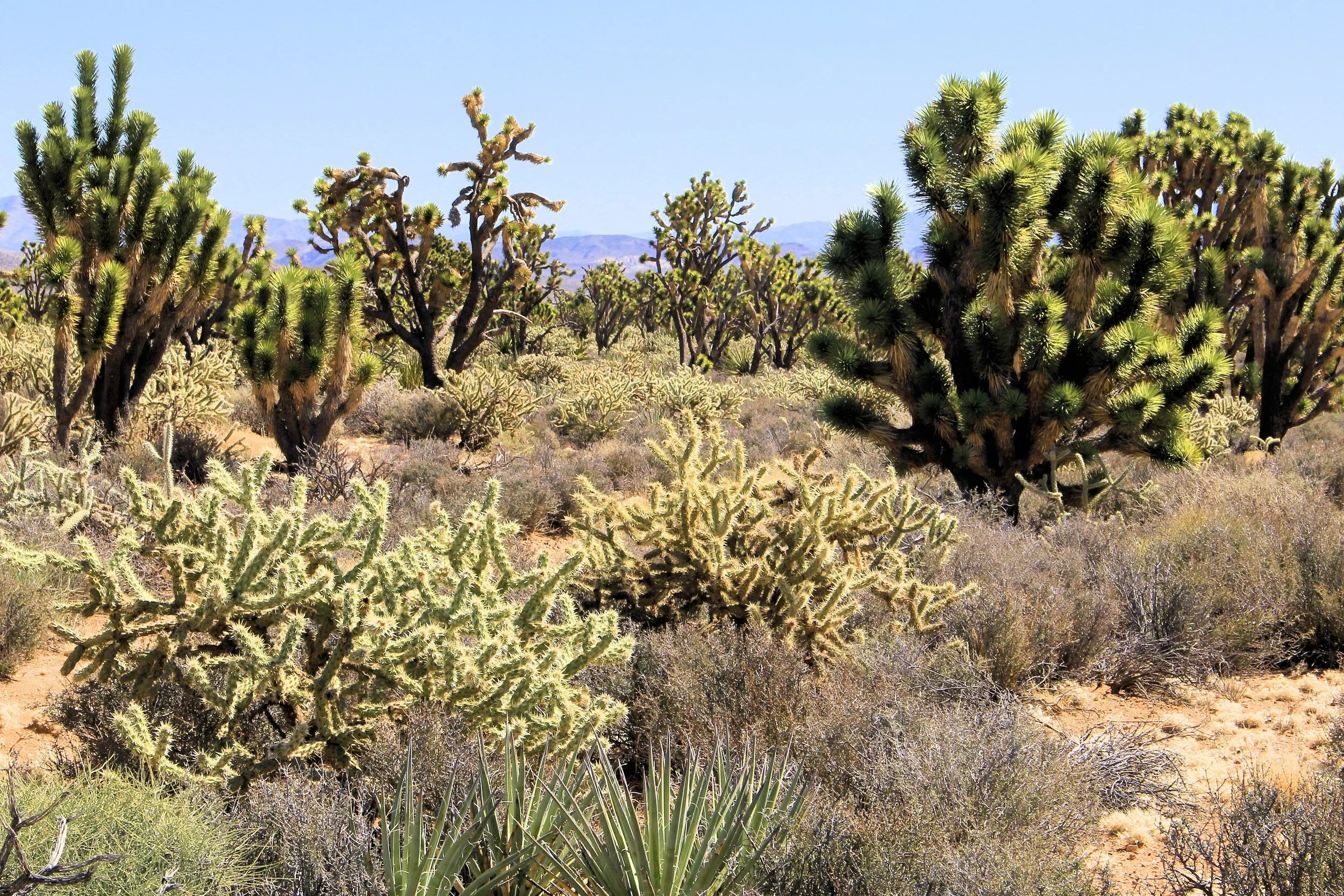 HIKING TRAIL - Castle Mountains Grasslands in Avi Kwa Ame National ...