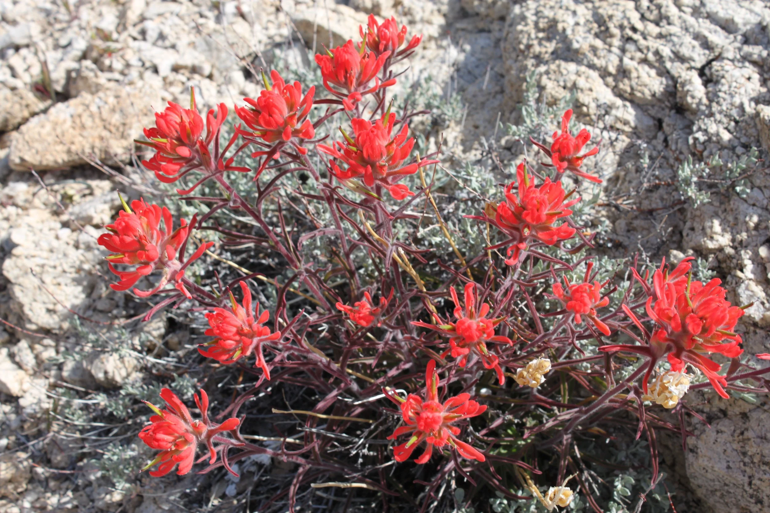 Castle Peaks Trail - Indian Paintbrush .JPG