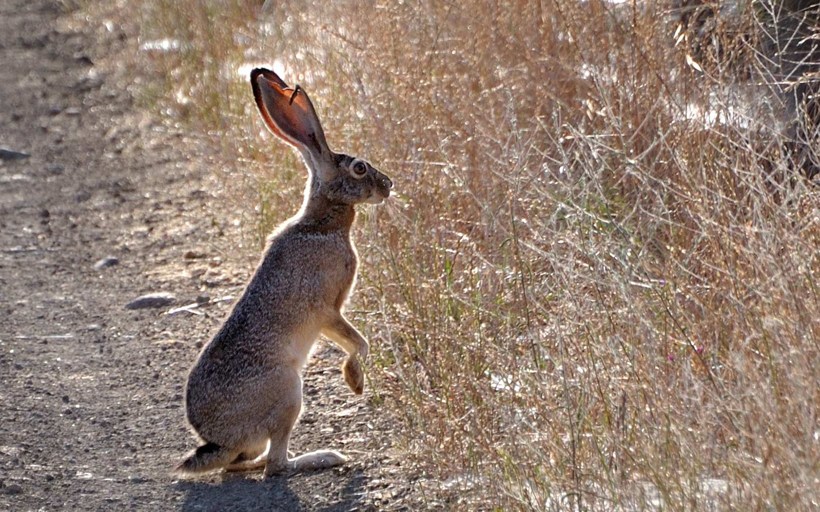 Castle Peaks Trail - Jackrabbit .jpg
