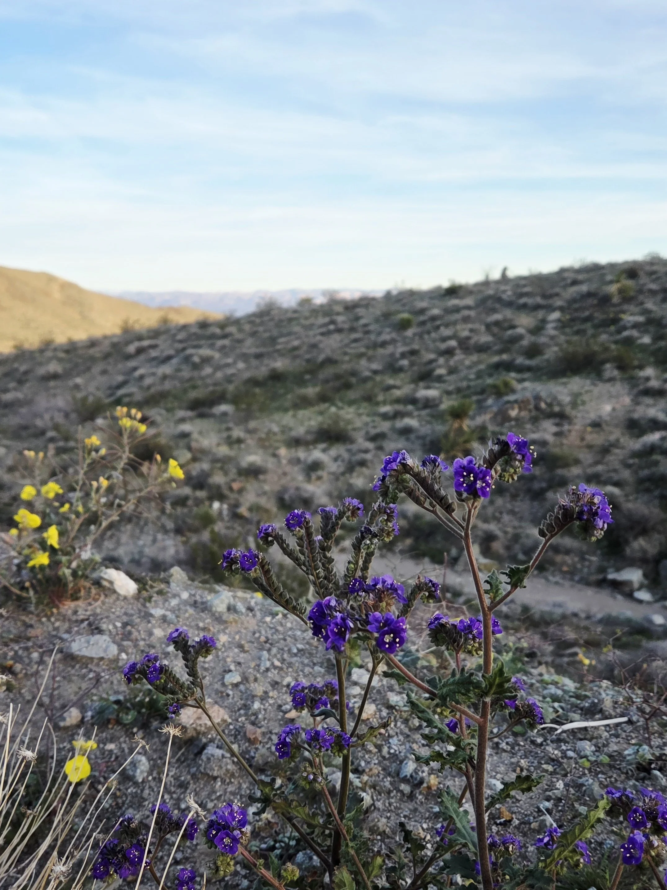 GUIDED HIKE: Wildflower Hike on the New Era Mines Trail 