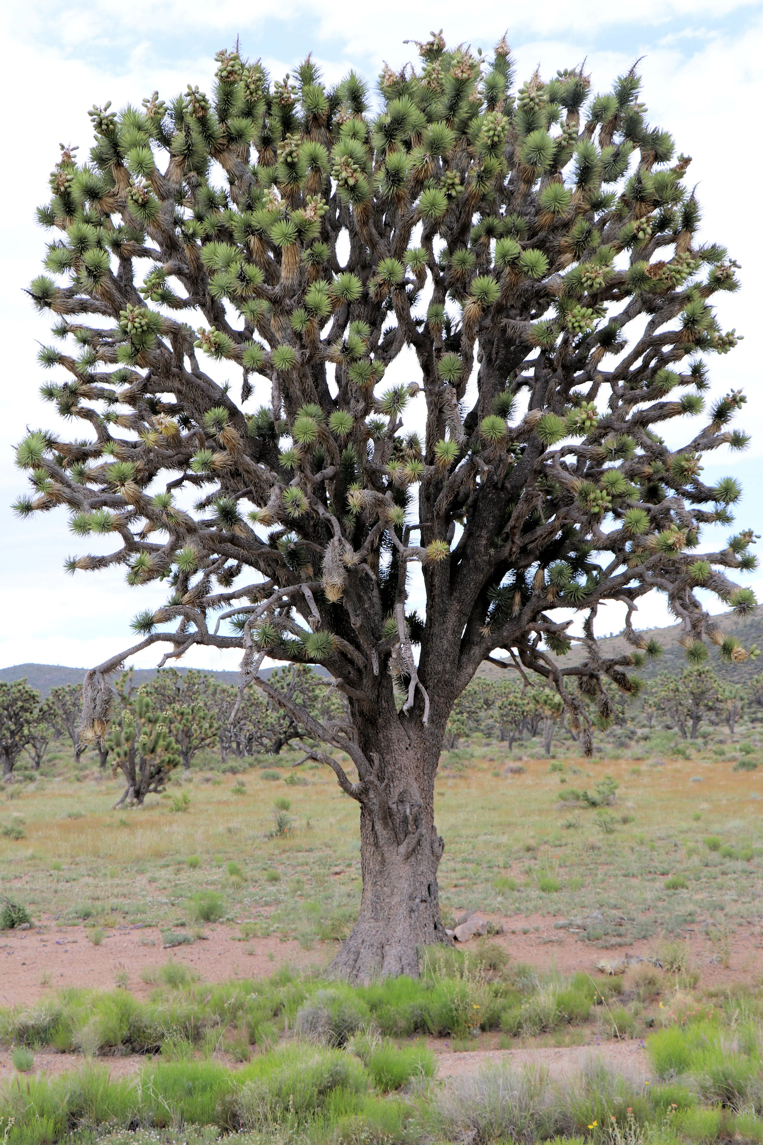 1. McCullough Spring Backcountry Drive - Monument Tree.JPG