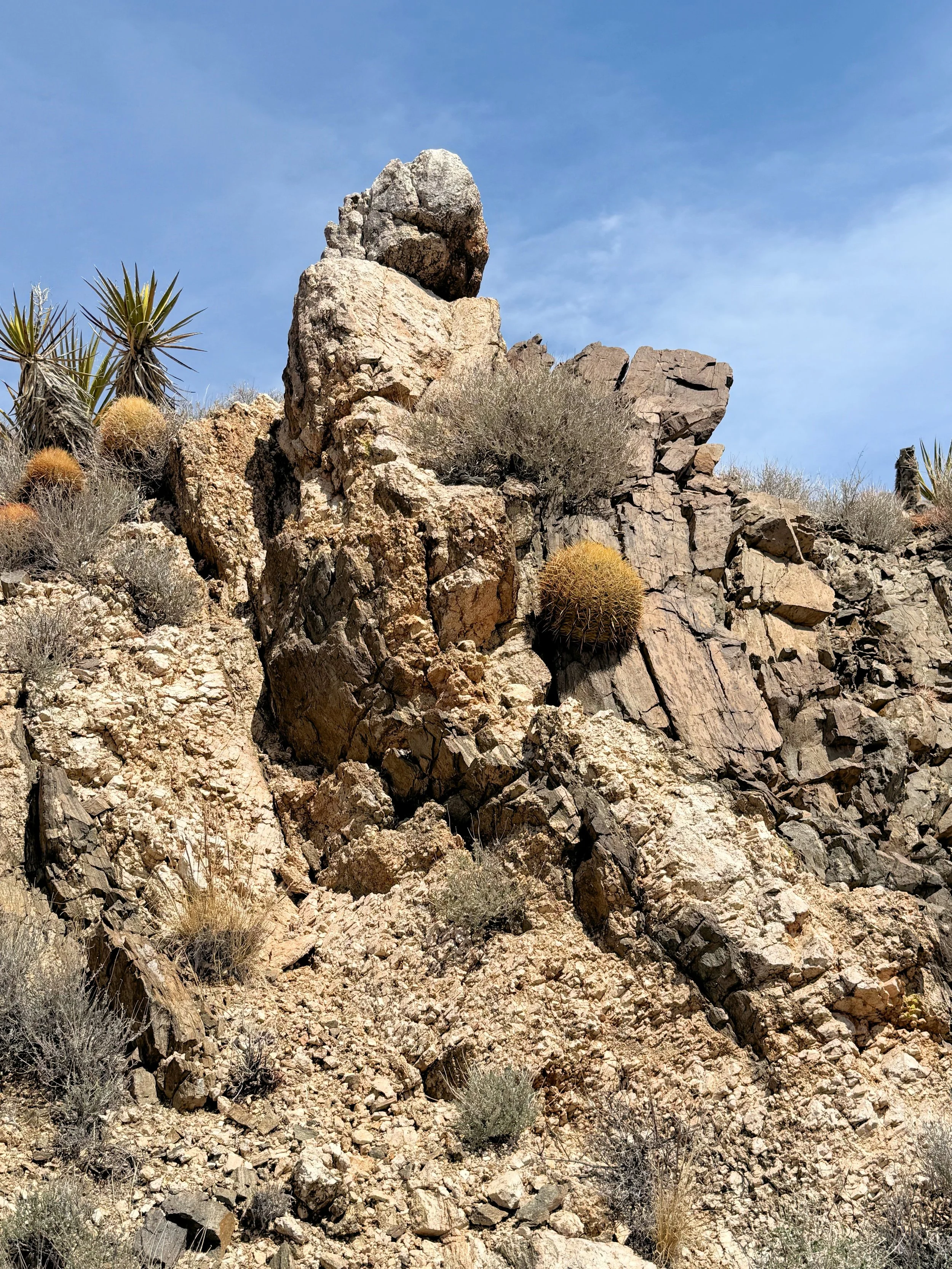 3. McCullough Spring Backcountry Drive. - Barrel Cactus.JPG