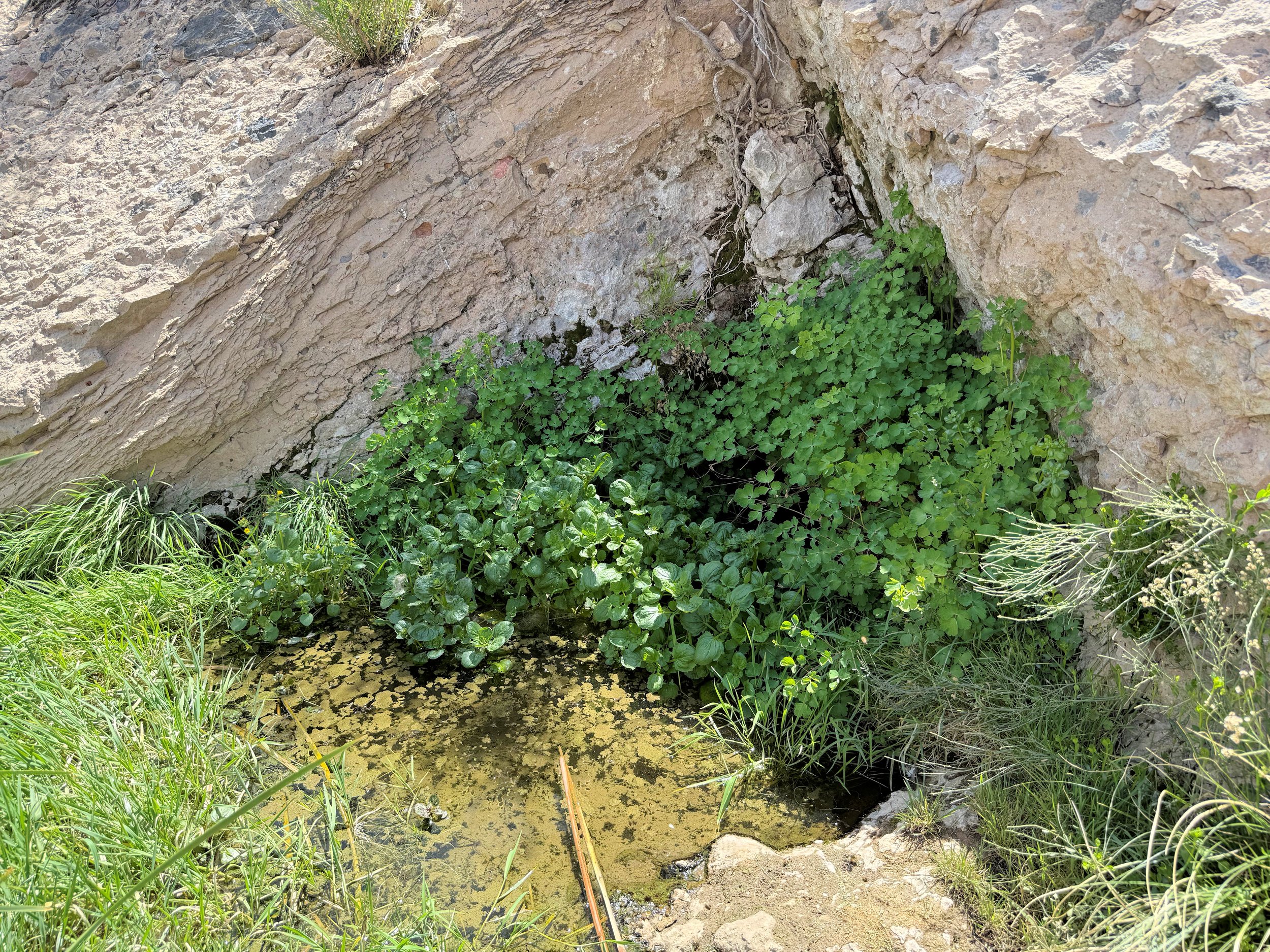 8. McCullough Spring .JPG