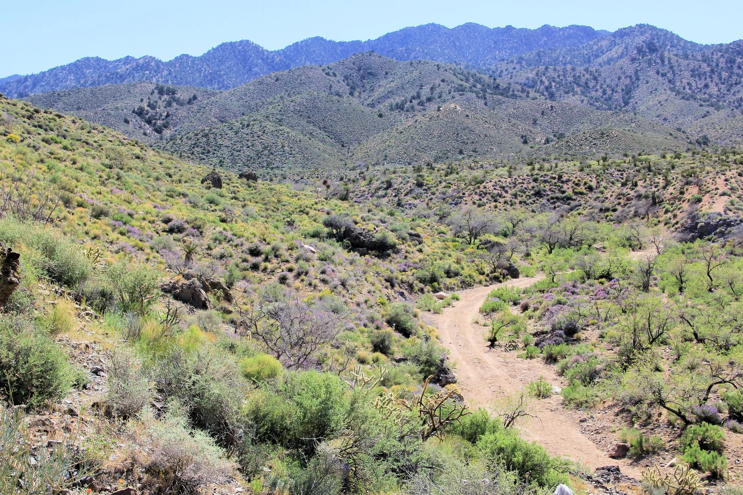 McCullough Spring Backcountry Drive. - .JPG