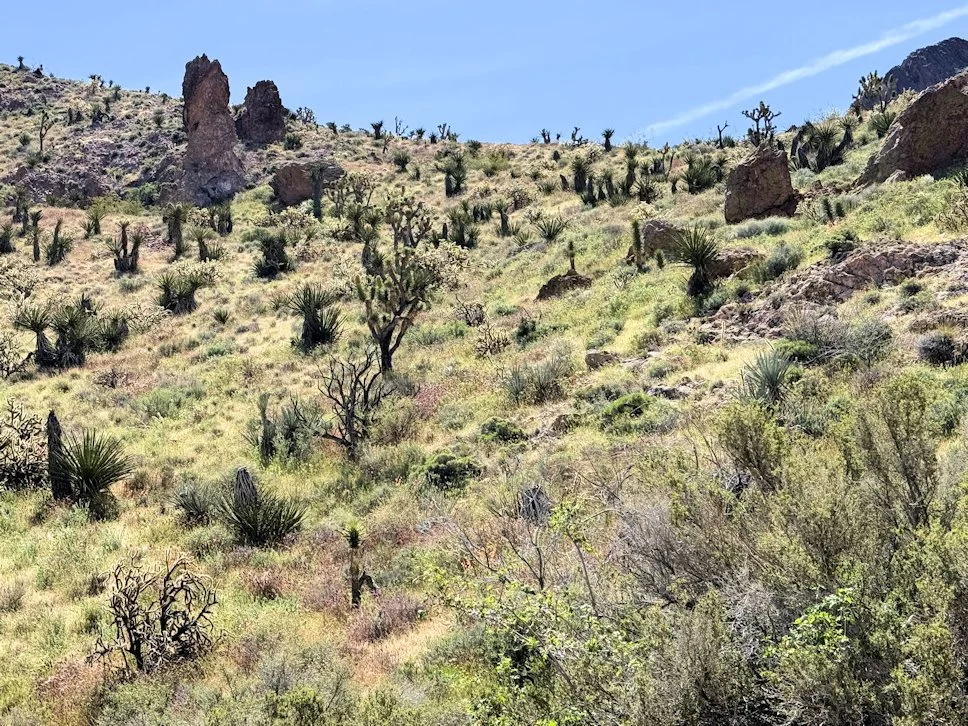 Castle Mountains Backcountry Loop Drive (4).jpg