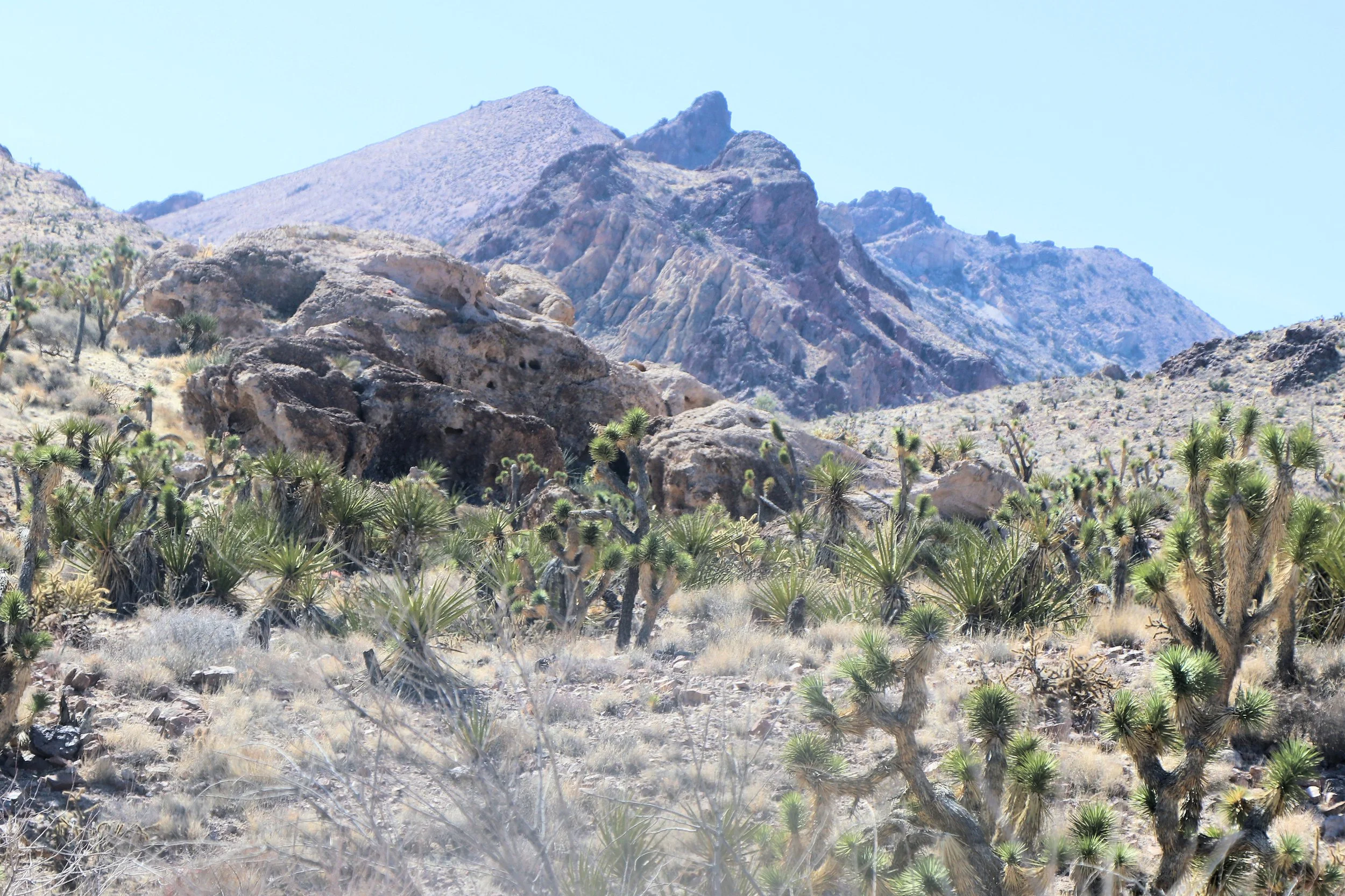 Castle Mountains Backcountry Drive (3).JPG