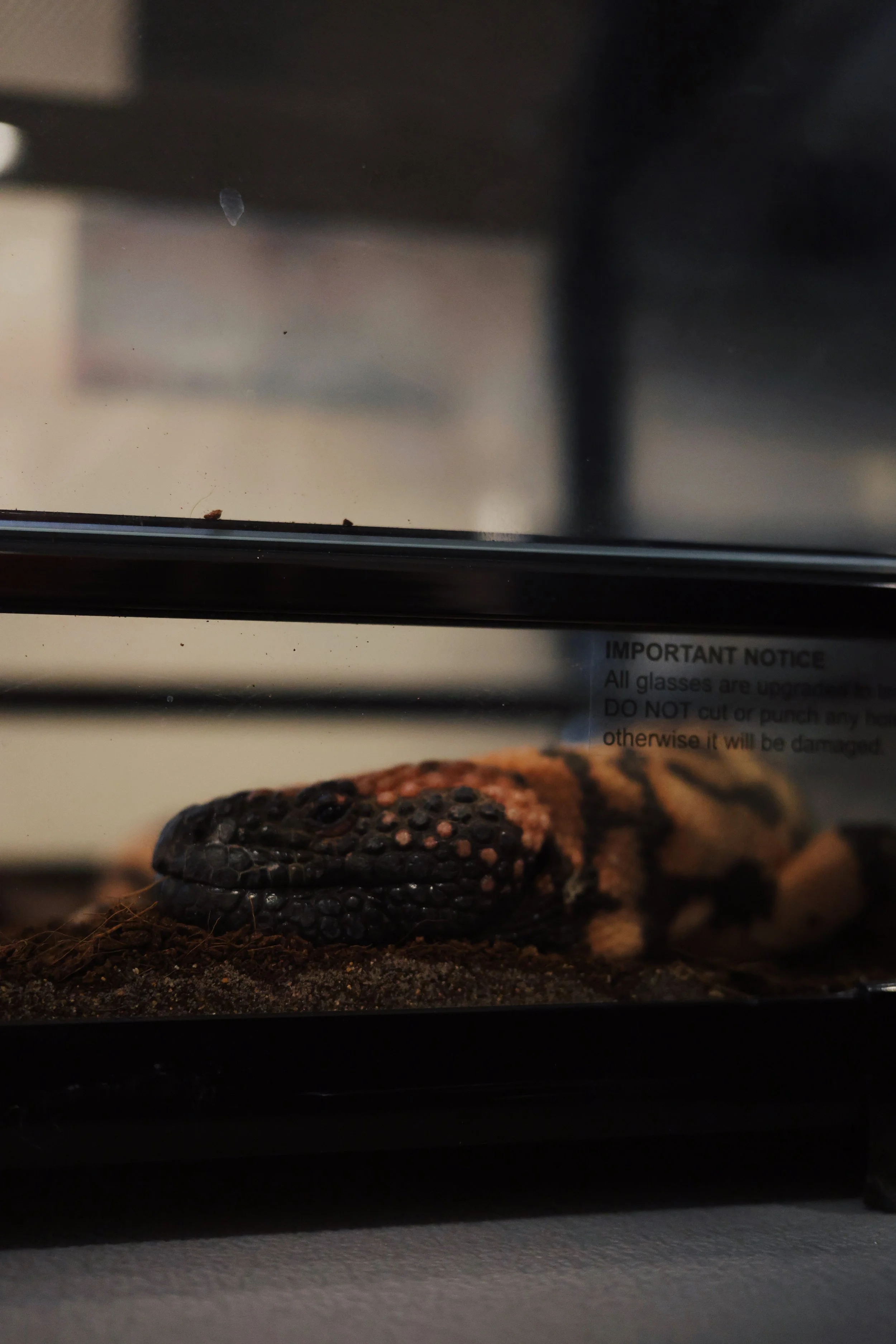 20260307_Faka_ReptileTalk_March_0011.JPG