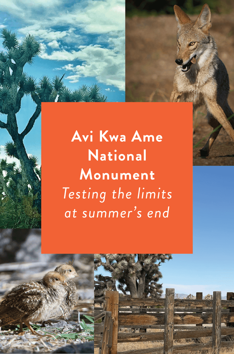 Avi Kwa Ame National Monument ~ Testing the Limits at Summer’s End