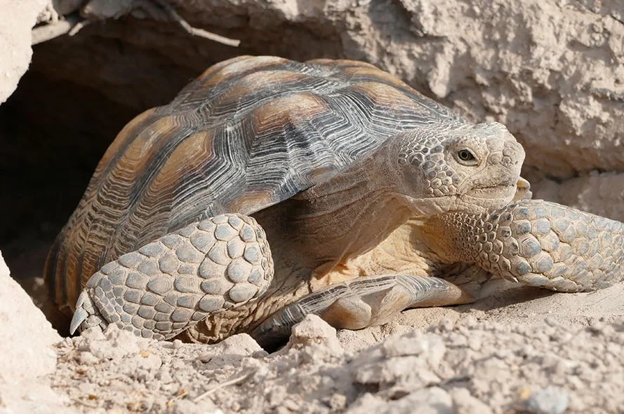 Desert Tortoise Ecology Backcountry Drive.jpg