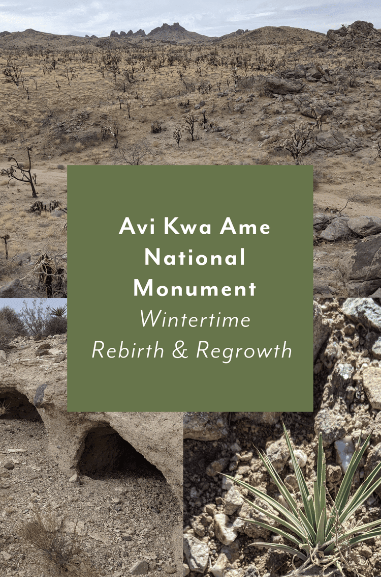 Avi Kwa Ame National Monument ~ Wintertime Rebirth &amp; Regrowth