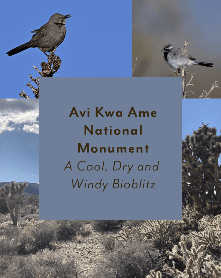 Avi Kwa Ame National Monument ~ A Cool, Dry and Windy Bioblitz