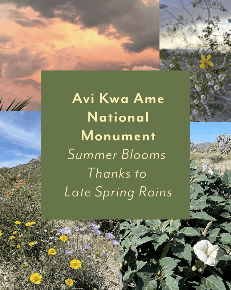 Avi Kwa Ame National Monument ~ Summer Blooms Thanks to Late Spring Rains