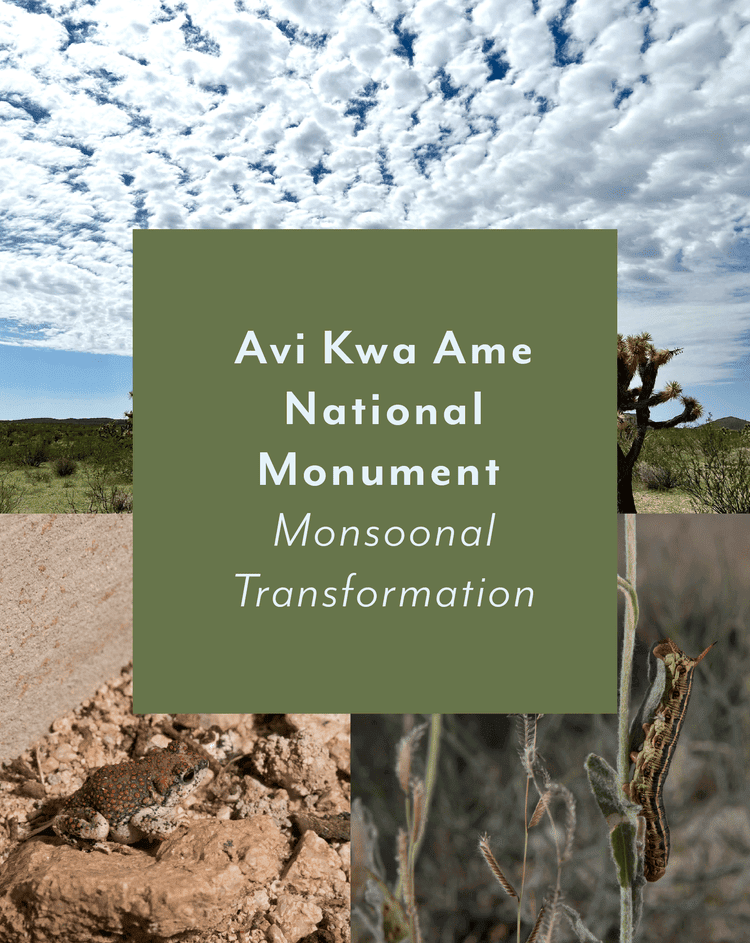 Avi Kwa Ame National Monument ~ Monsoonal Transformation