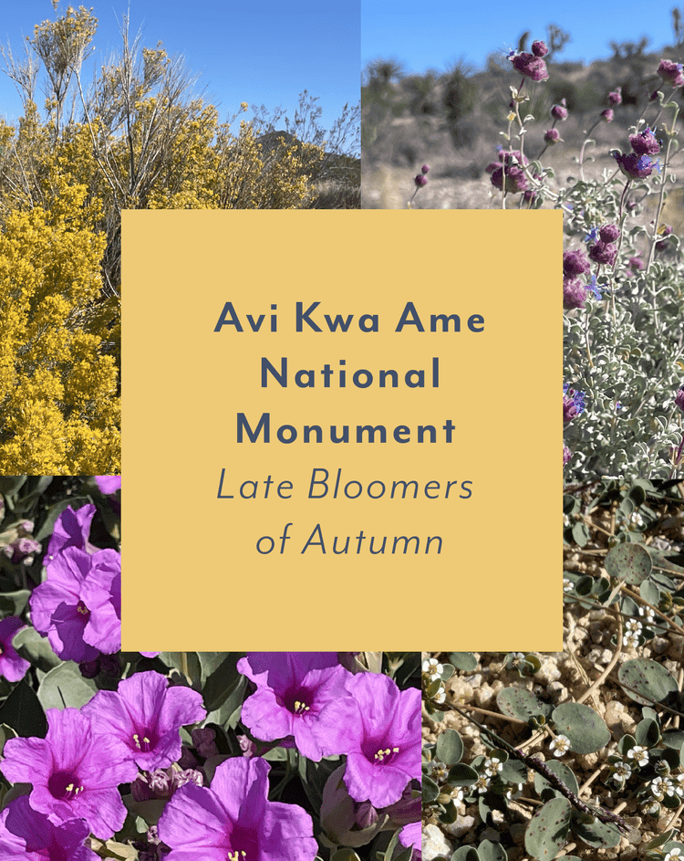 Avi Kwa Ame National Monument ~ Late Bloomers of Autumn
