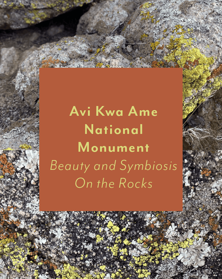 Avi Kwa Ame National Monument ~ Beauty and Symbiosis On the Rocks