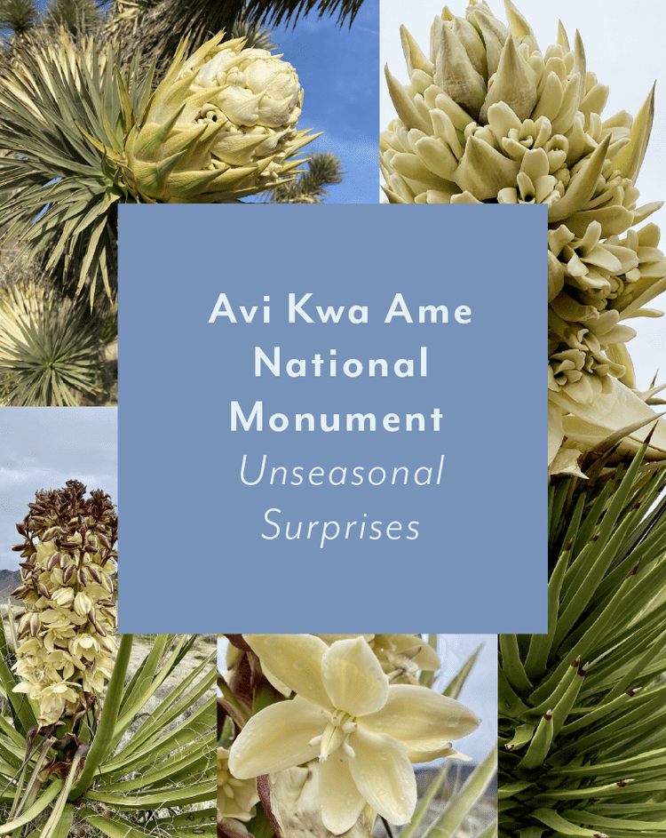 Avi Kwa Ame National Monument ~ Unseasonal Surprises