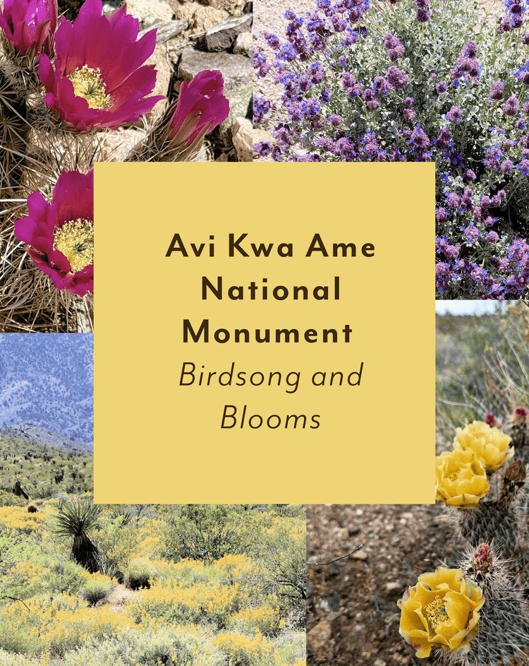Avi Kwa Ame National Monument ~ Birdsong and Blooms
